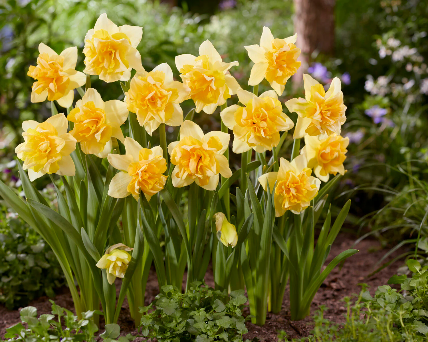Narcissus 'Growers Beauty' - Image 6