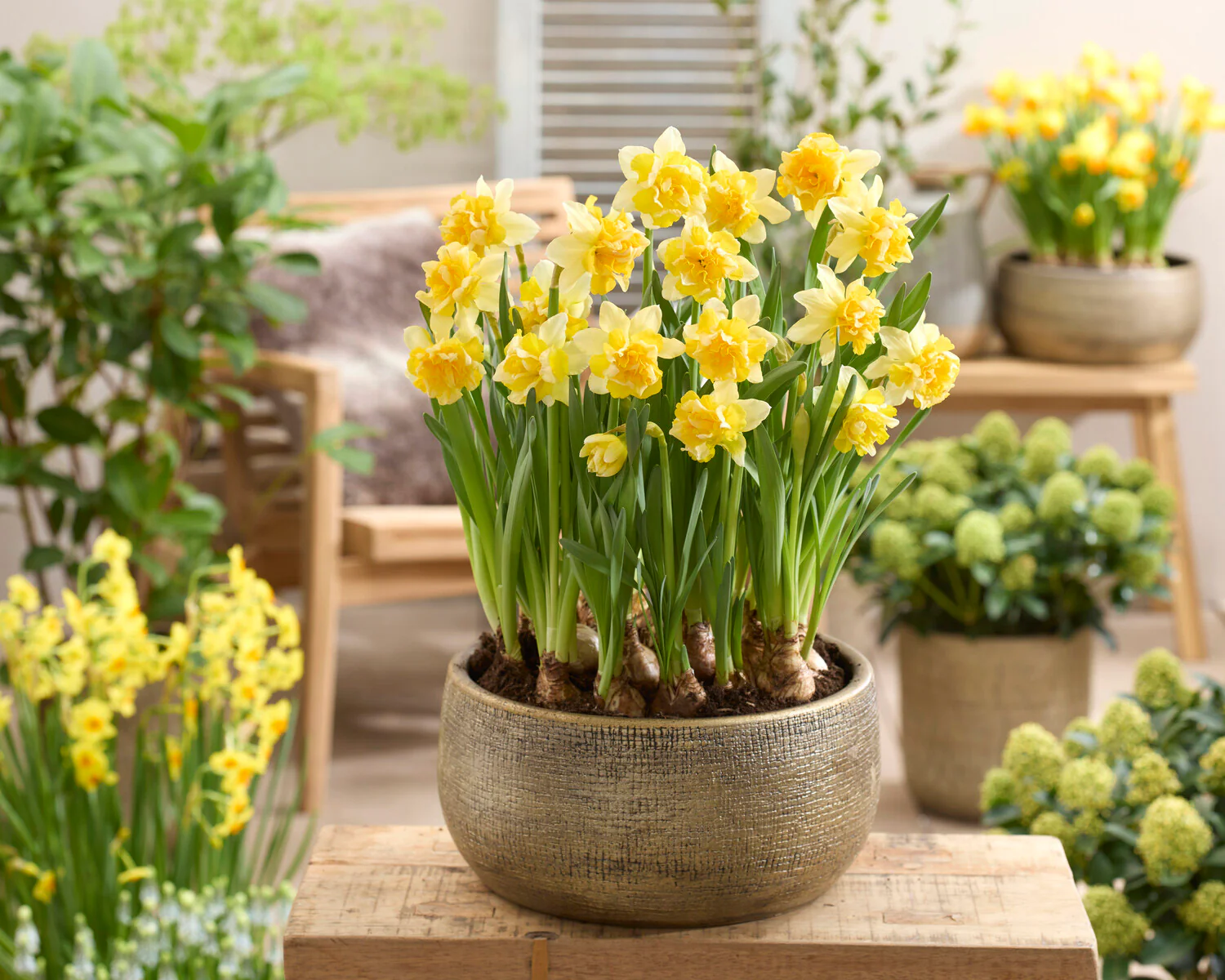 Narcissus 'Growers Beauty' - Image 8