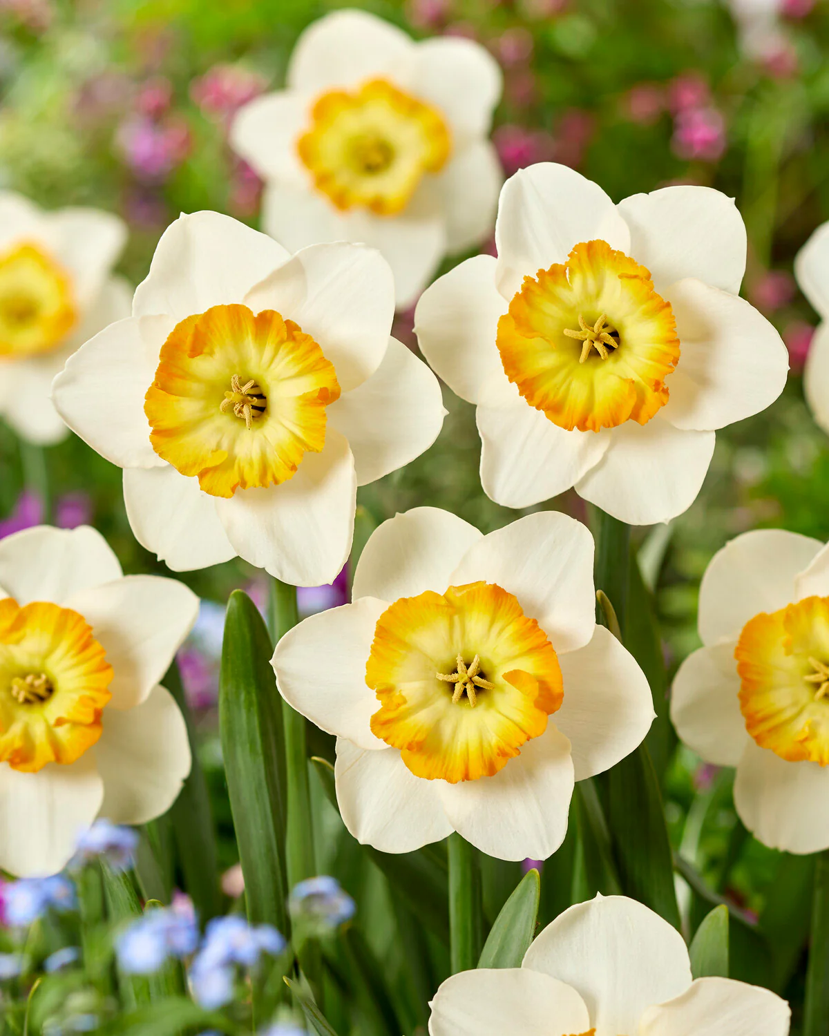 Narcissus 'Happy Smiles' - Image 2