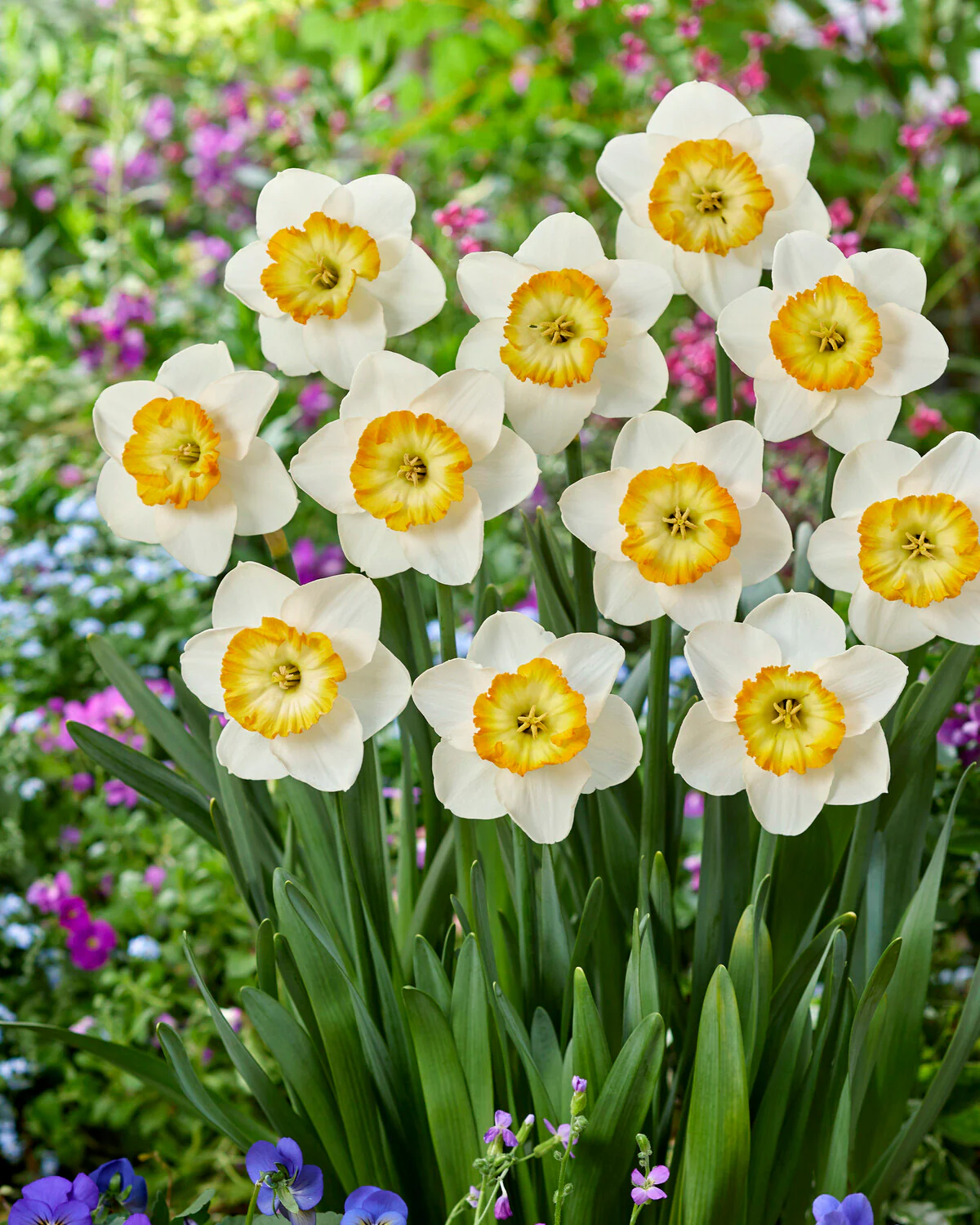 Narcissus 'Happy Smiles' - Image 3