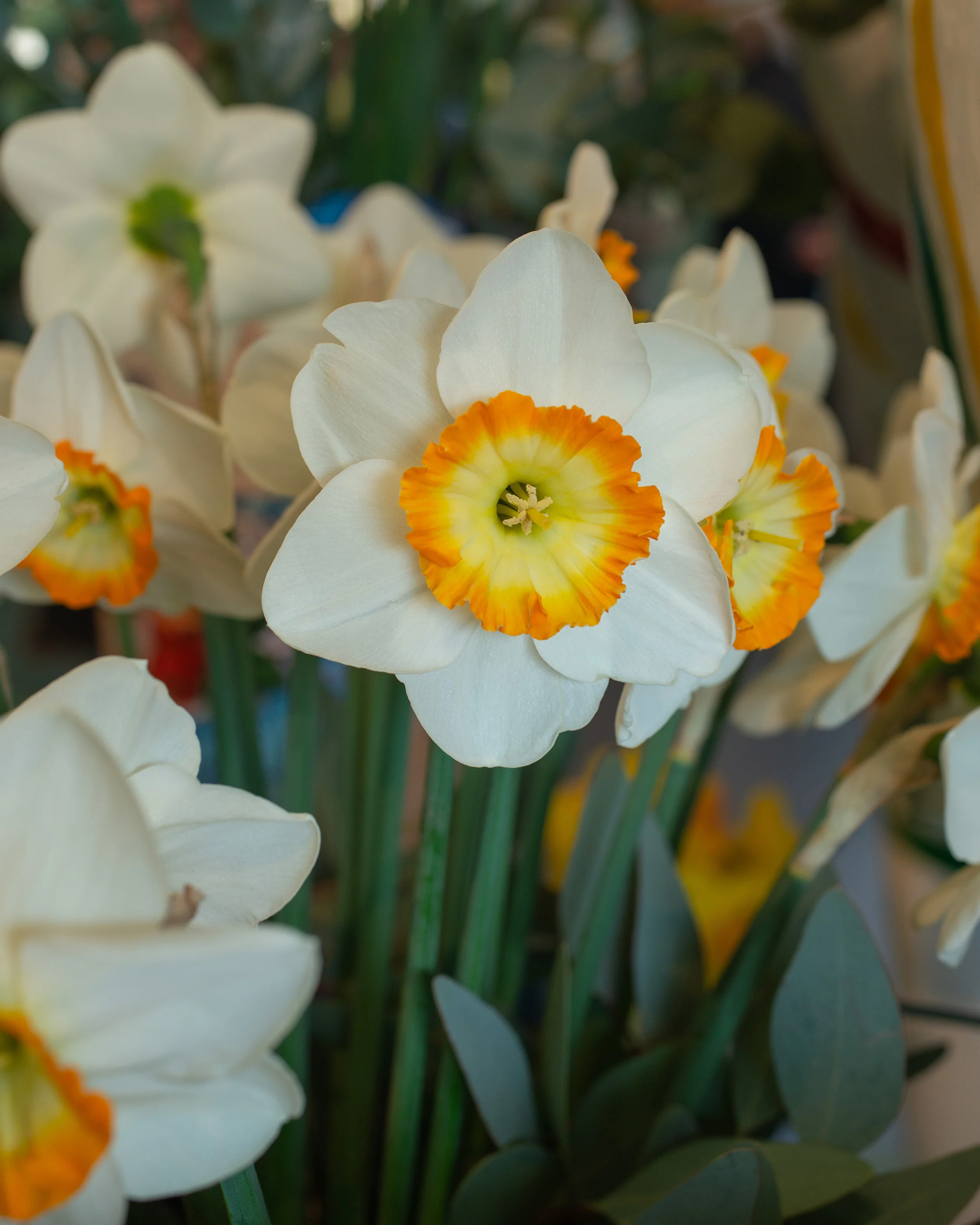 Narcissus 'Happy Smiles' - Image 4