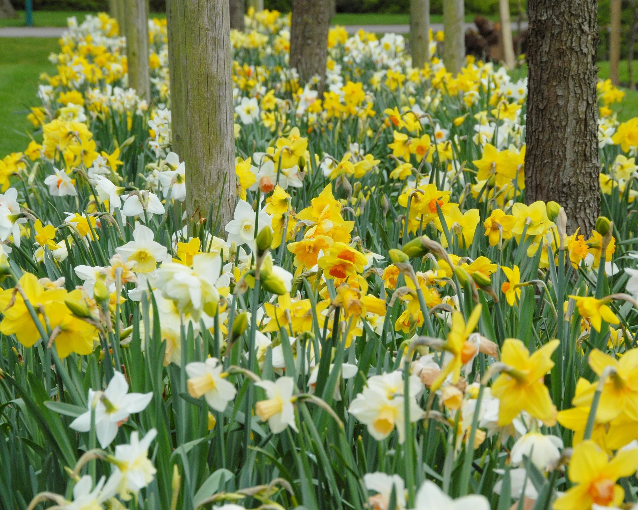 Narcissus 'Harlequin Mix' - Image 4