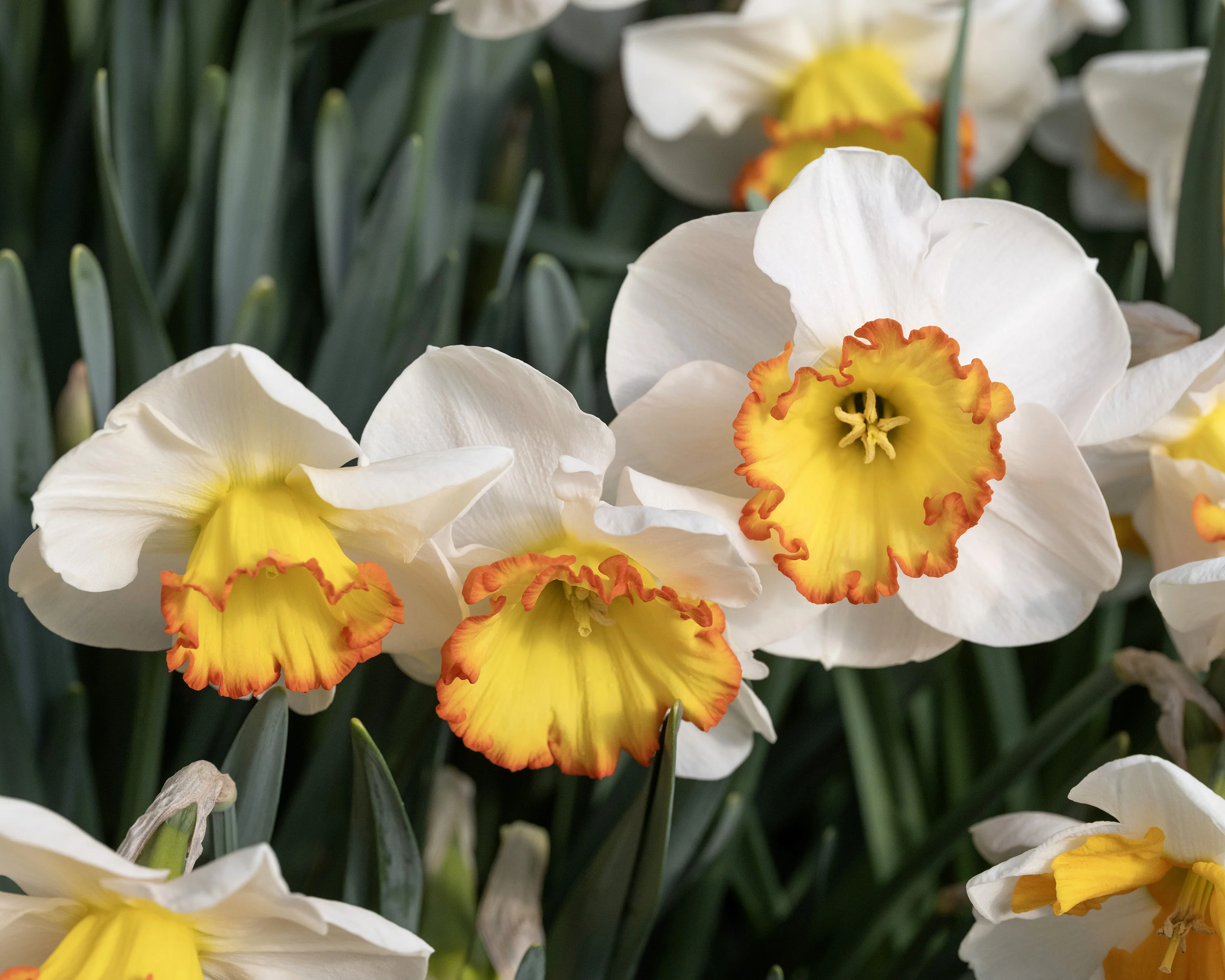 Narcissus 'Hawaiian Skies' - Image 10