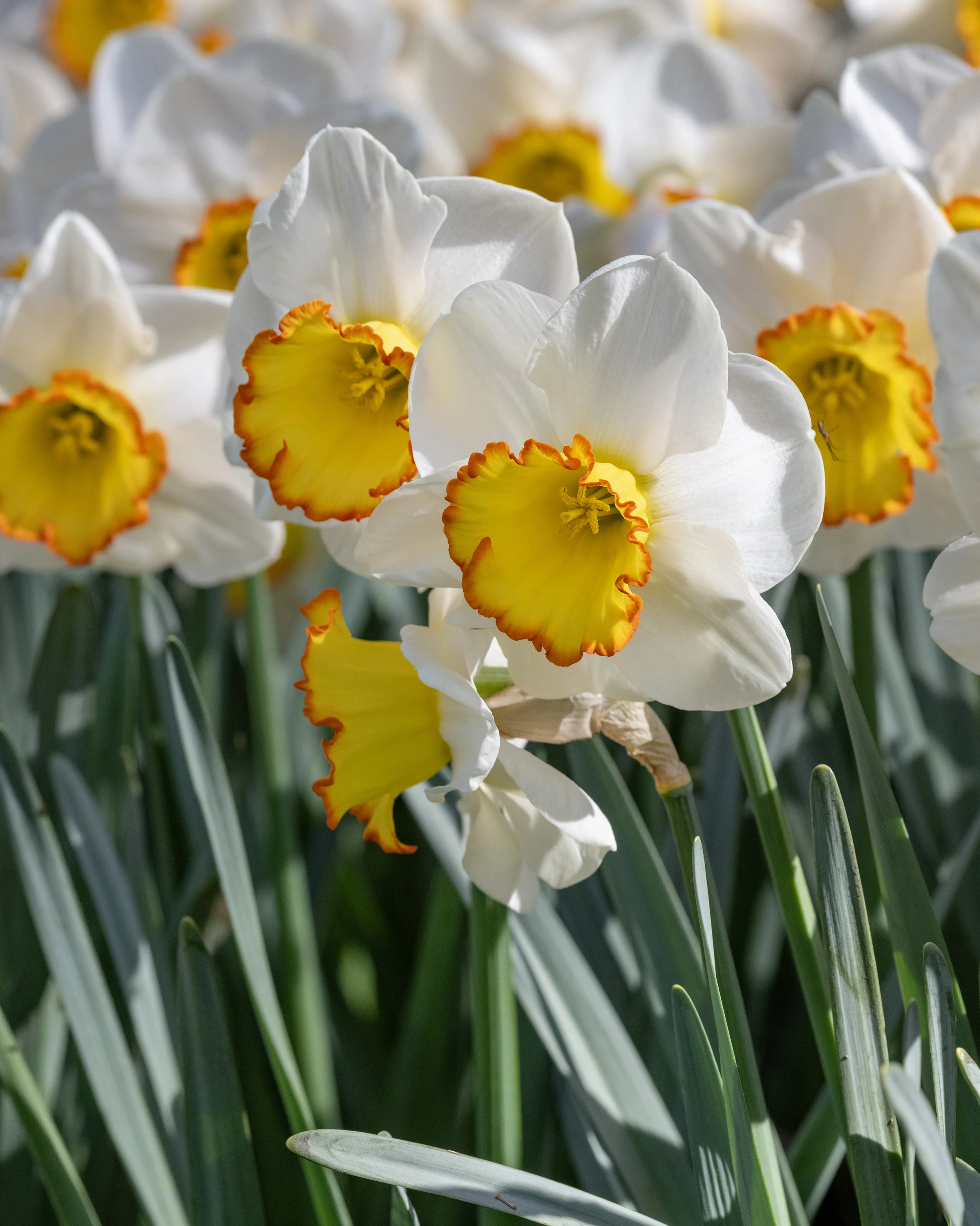 Narcissus 'Hawaiian Skies' - Image 13