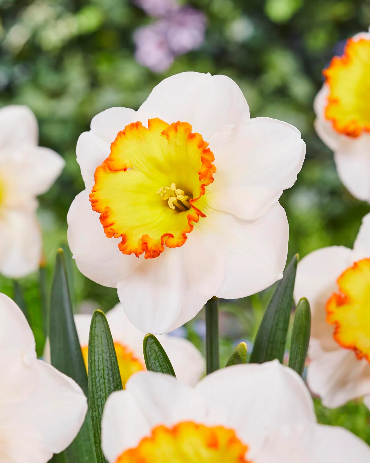Narcissus 'Hawaiian Skies' - Image 2
