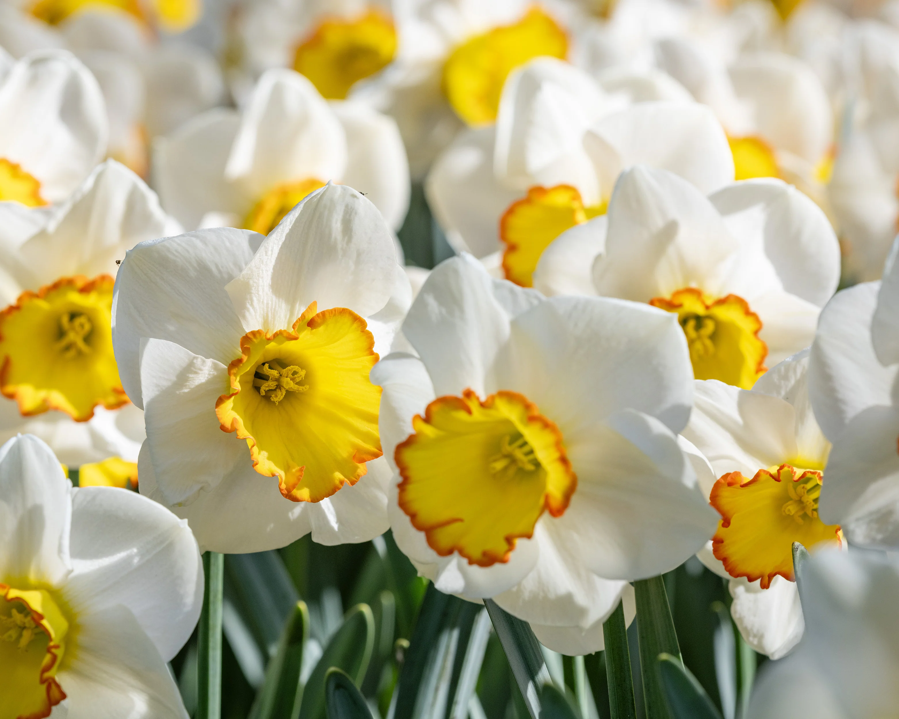 Narcissus 'Hawaiian Skies' - Image 6