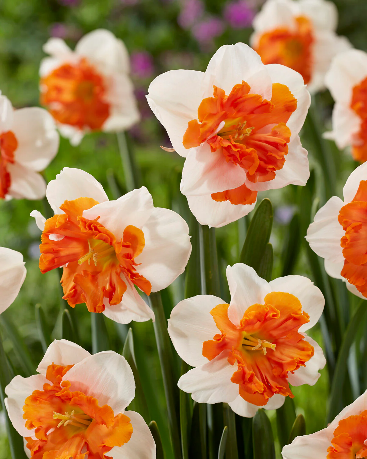 Narcissus 'Heartbeat' - Image 2