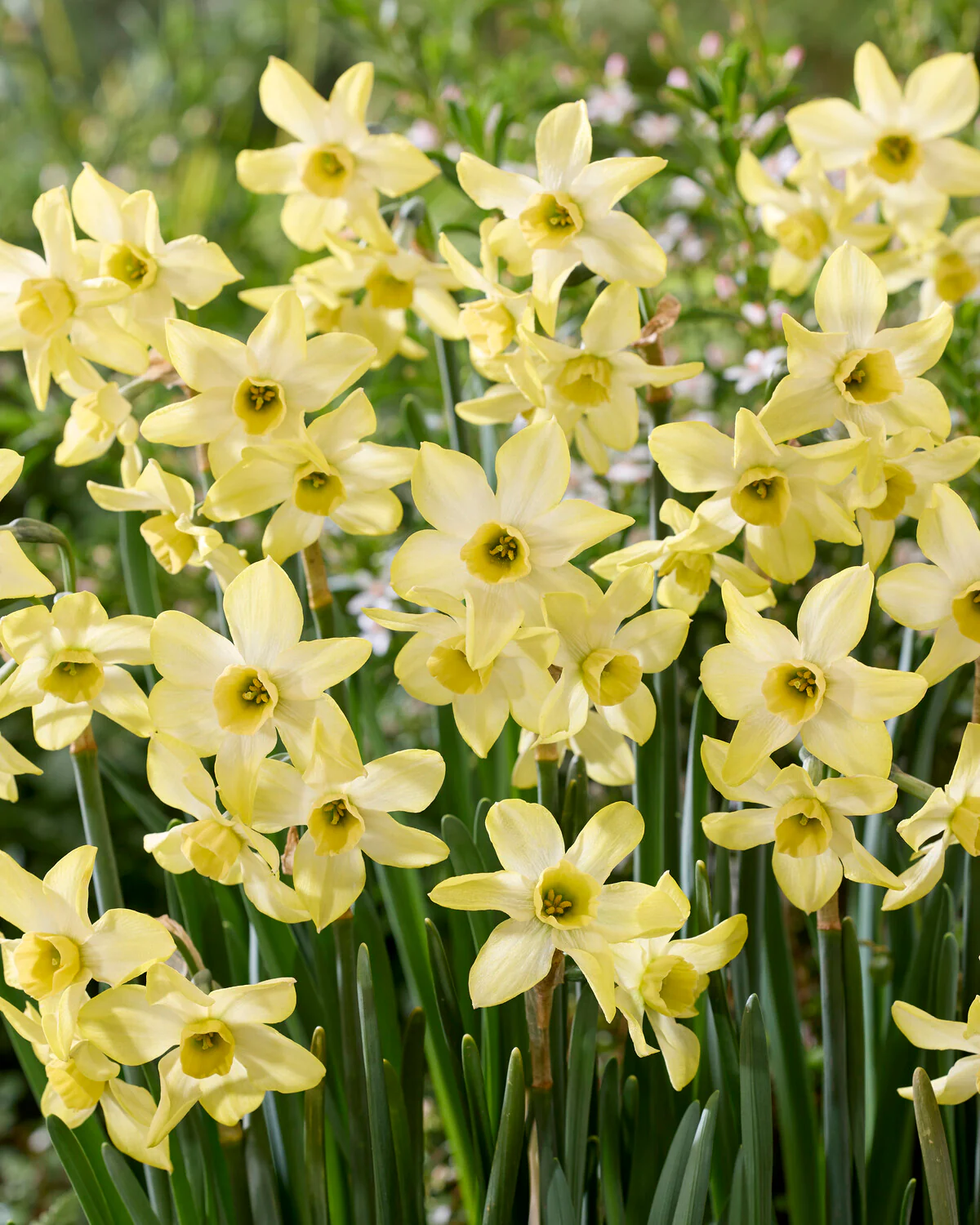Narcissus 'Hunter Dawn' - Image 2