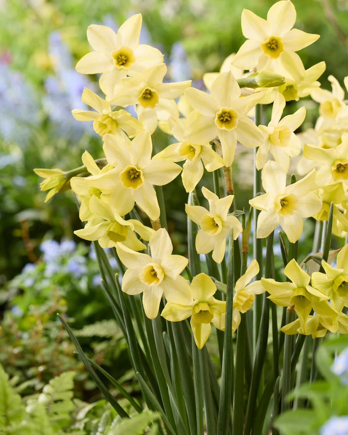 Narcissus 'Hunter Dawn' - Image 4