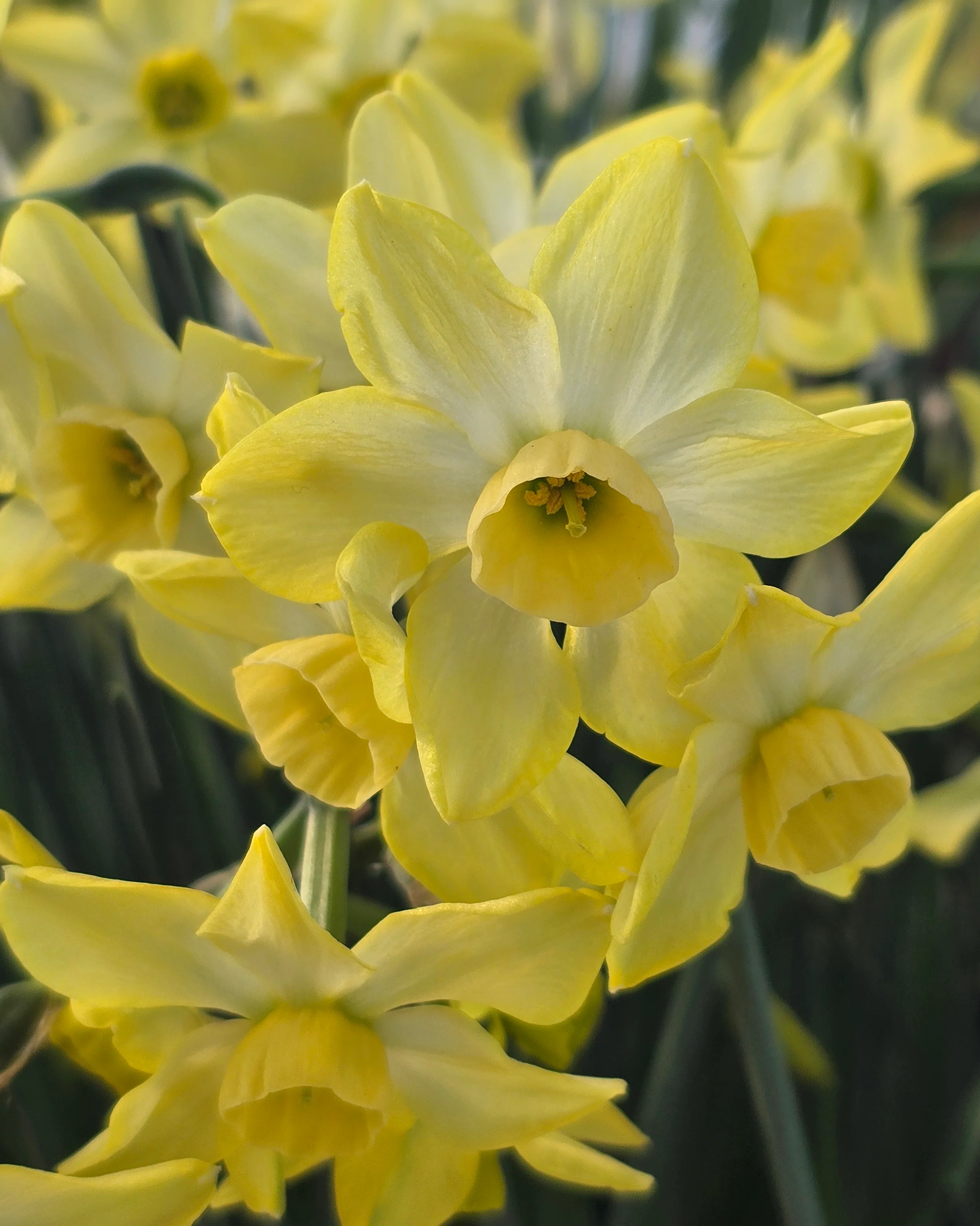 Narcissus 'Hunter Dawn' - Image 5