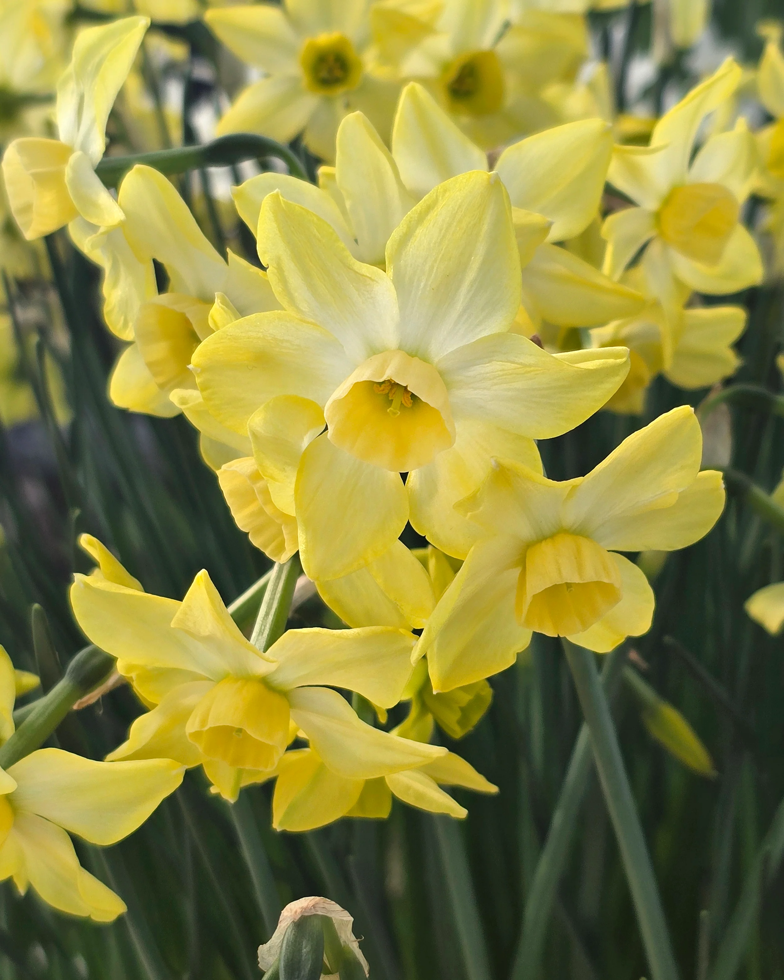 Narcissus 'Hunter Dawn' - Image 6