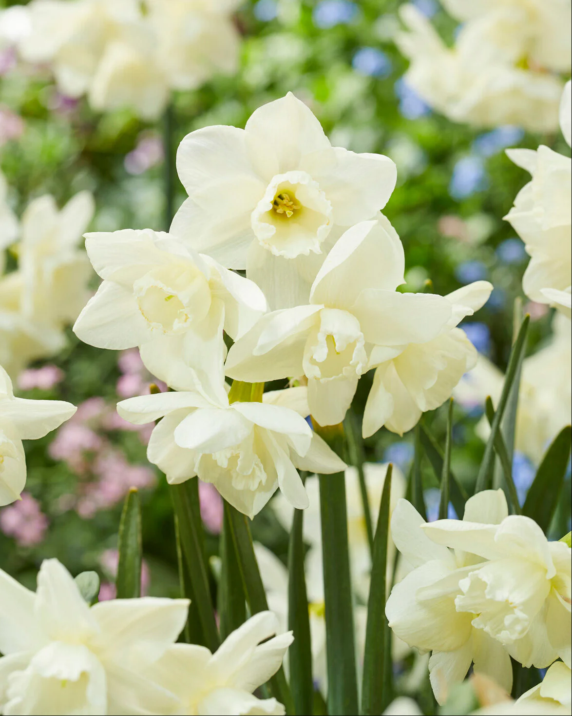 Narcissus 'Hunter Morn' - Image 2
