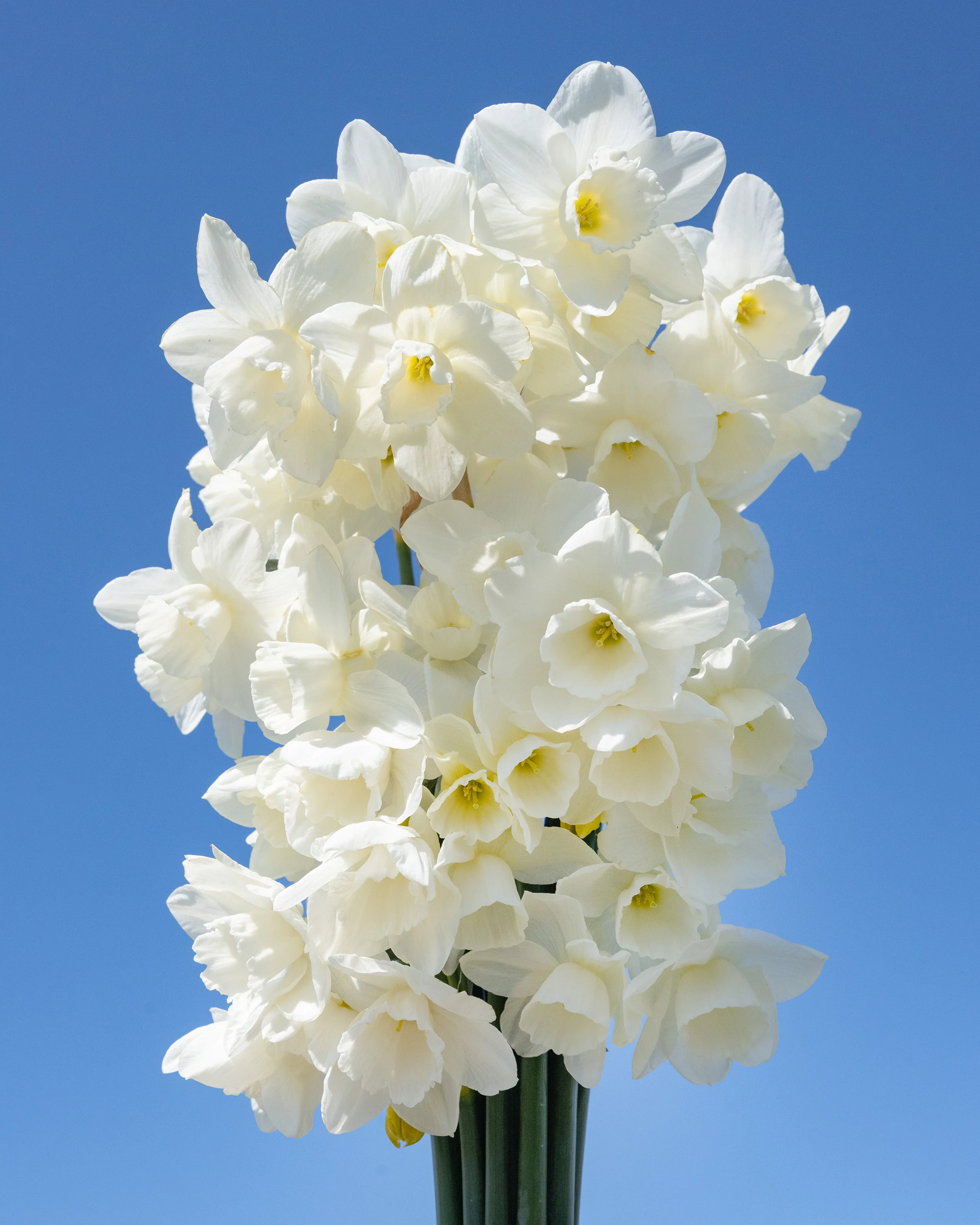Narcissus 'Hunter Morn' - Image 5