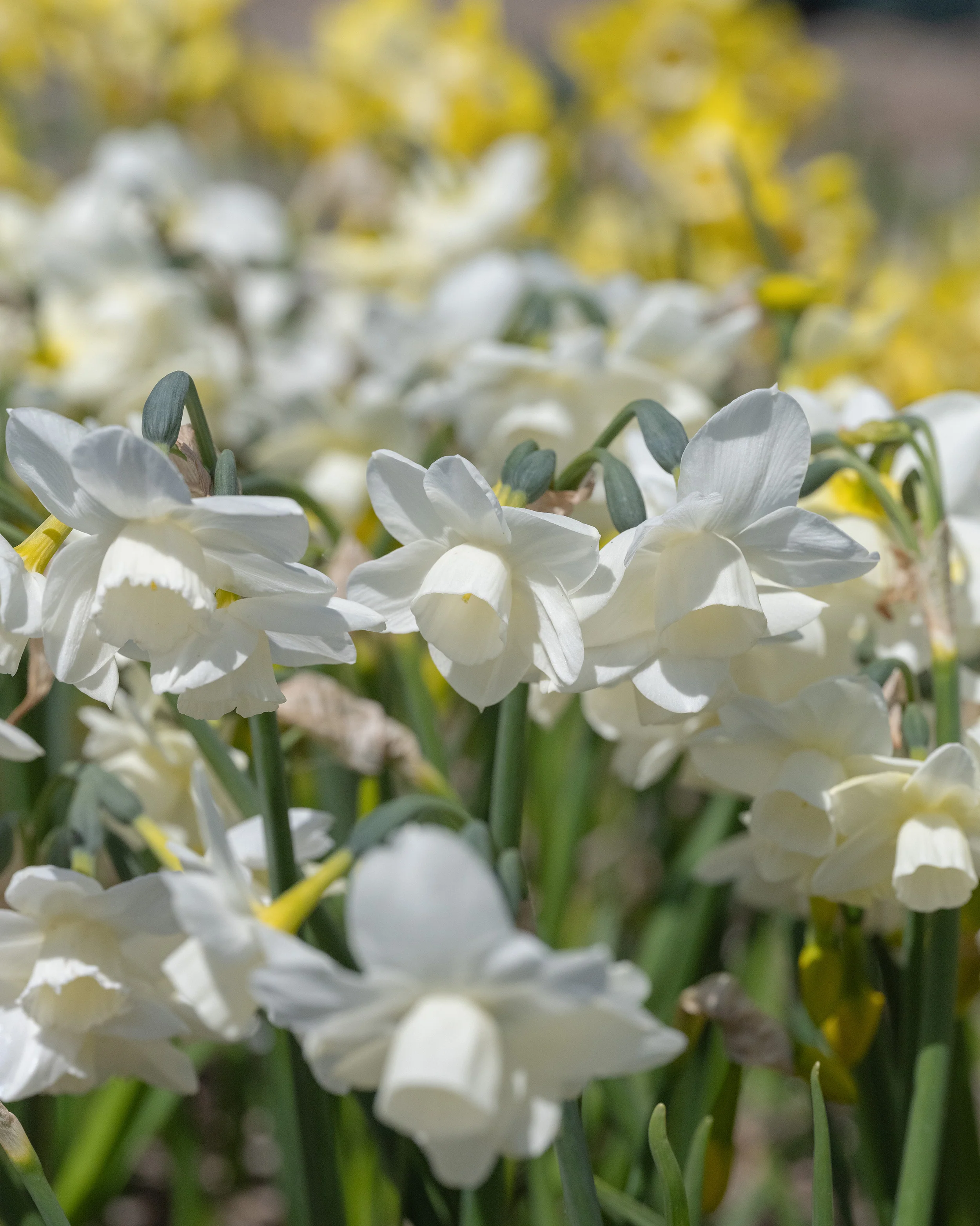 Narcissus 'Hunter Morn' - Image 6