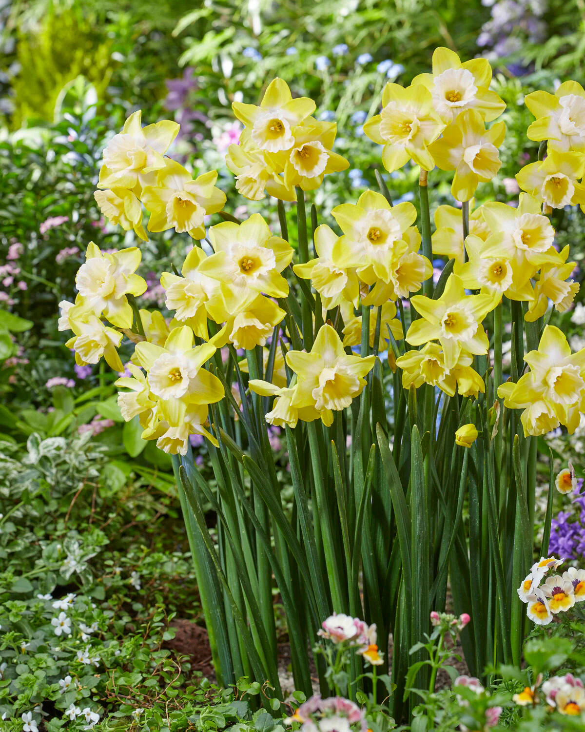 Narcissus 'Hunter Sunrise' - Image 5