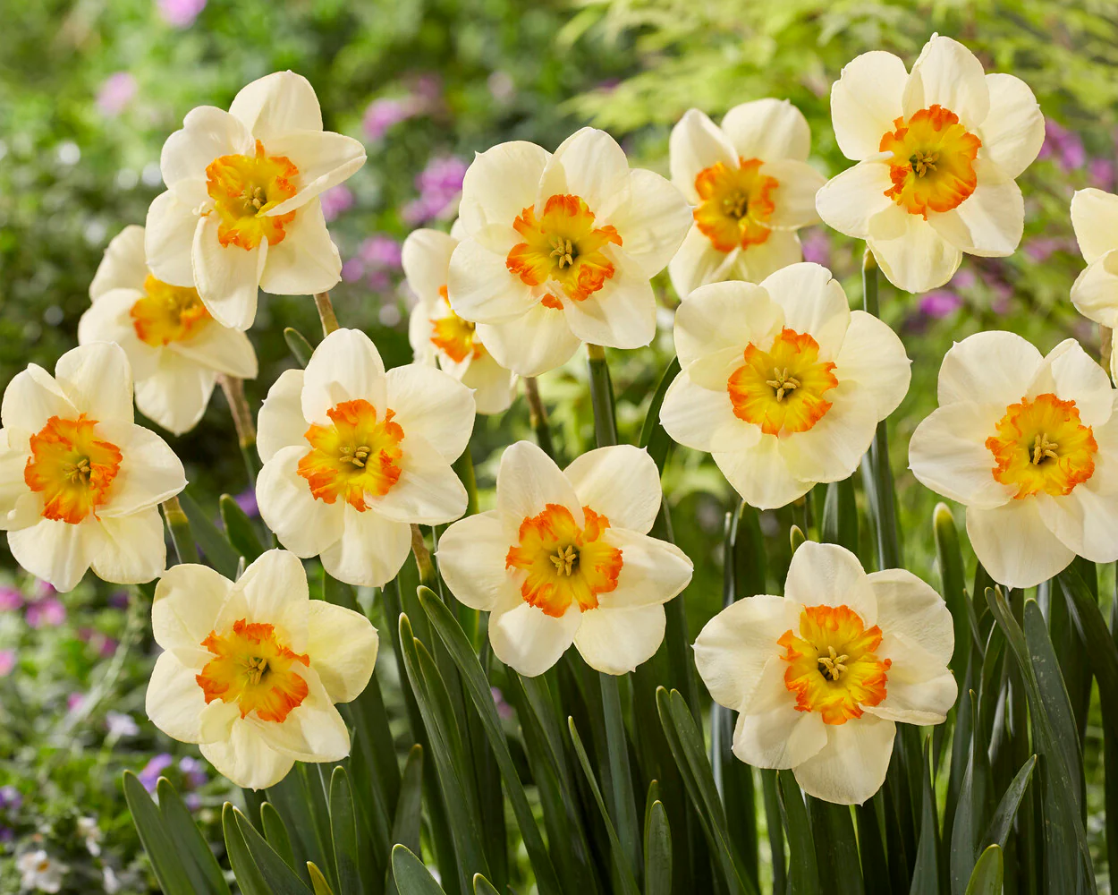 Narcissus 'Infinite Joy' - Image 5