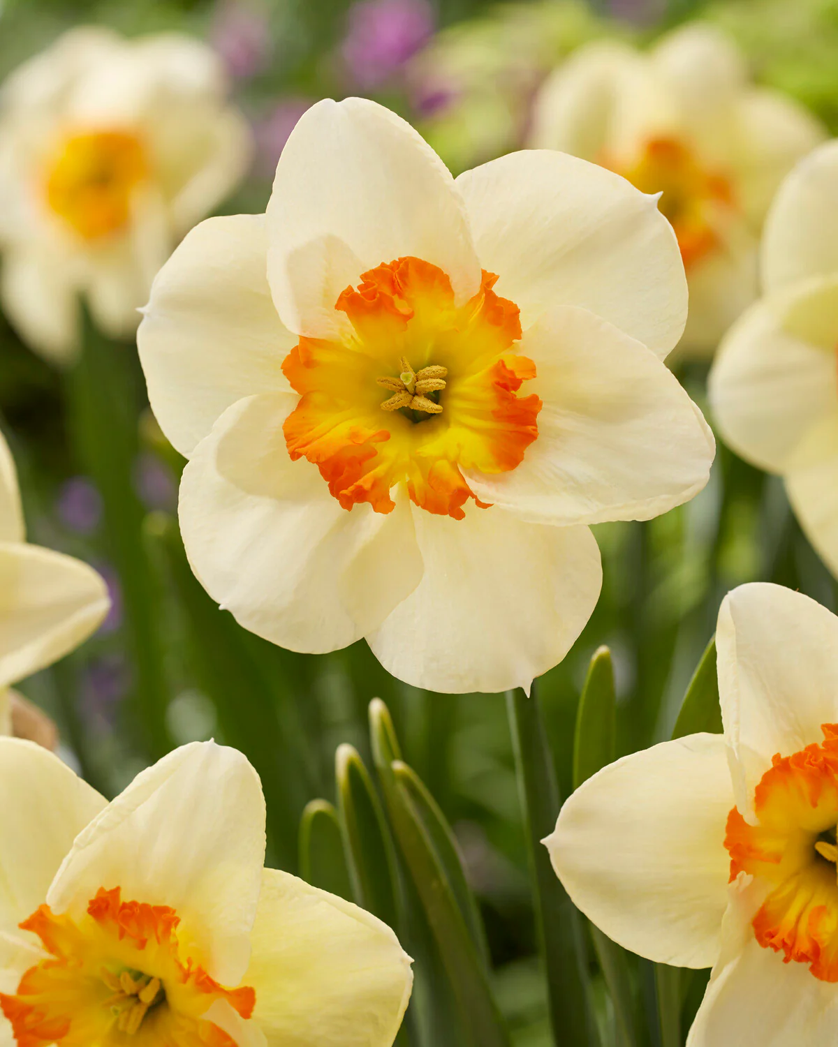Narcissus 'Infinite Joy' - Image 6