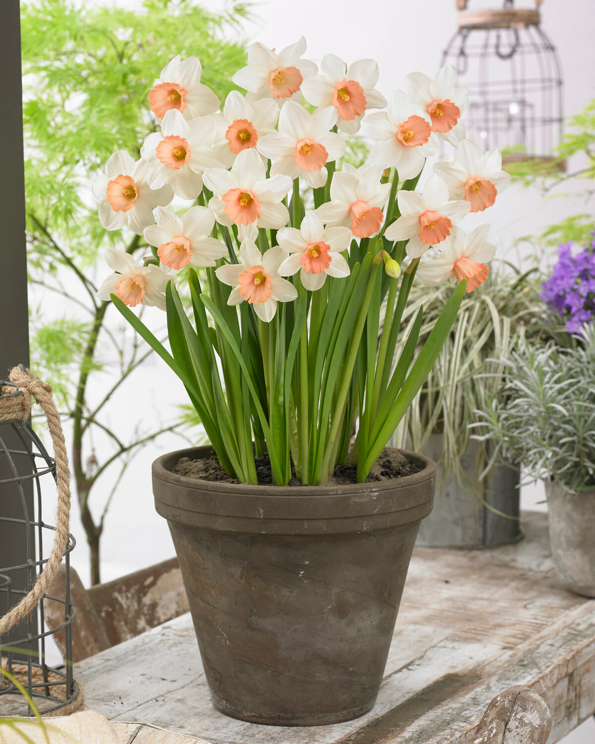Narcissus 'Iwona' - Image 3