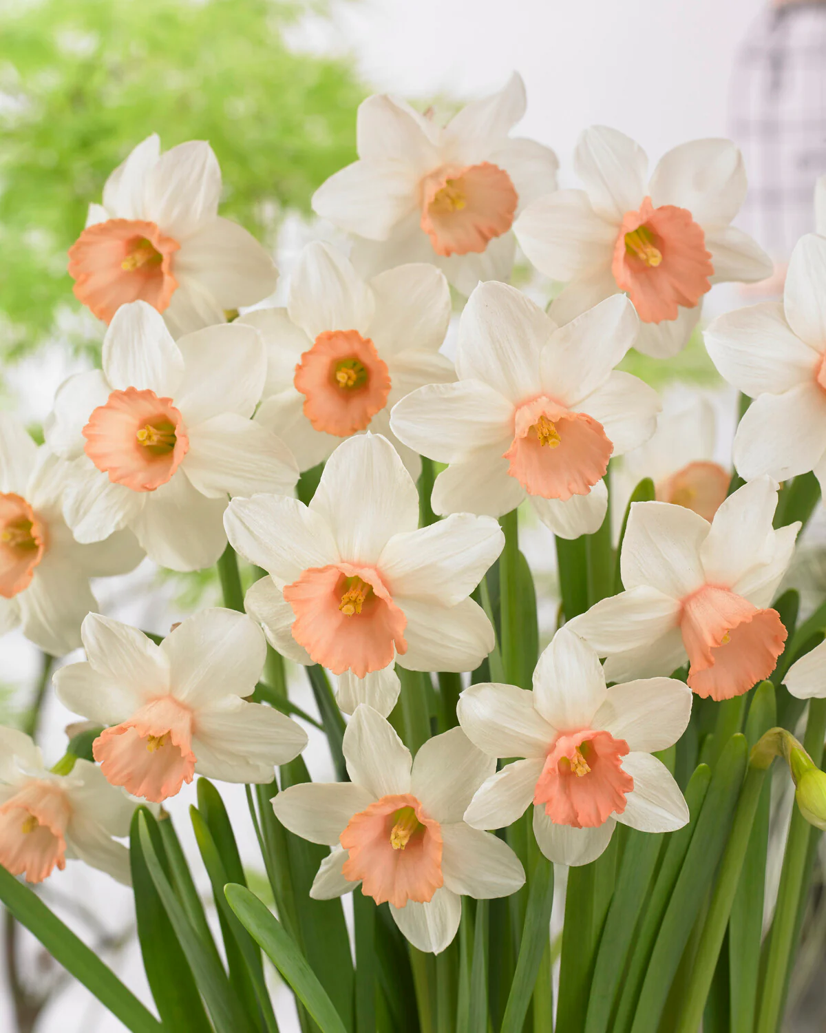 Narcissus 'Iwona' - Image 6