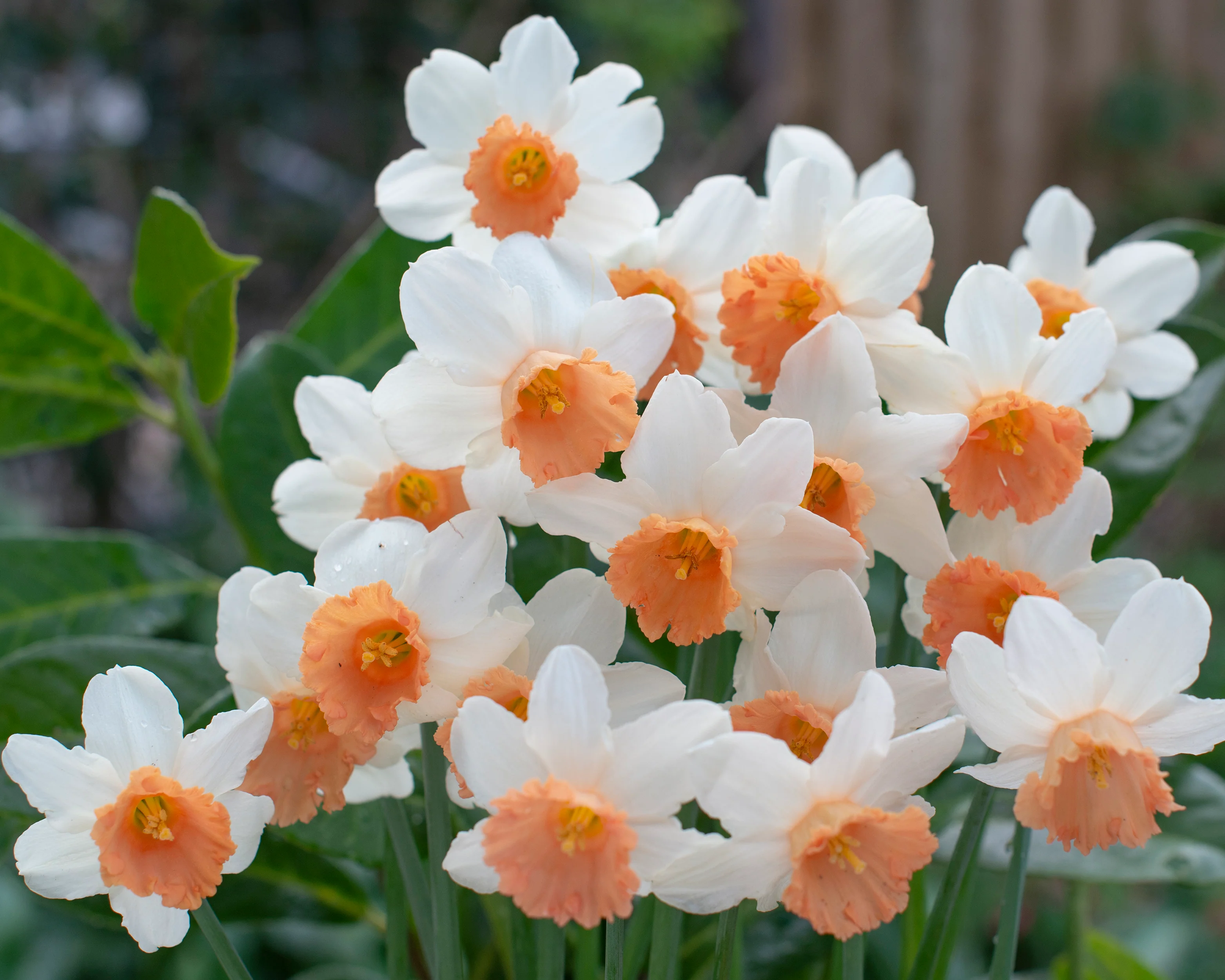 Narcissus 'Iwona' - Image 7