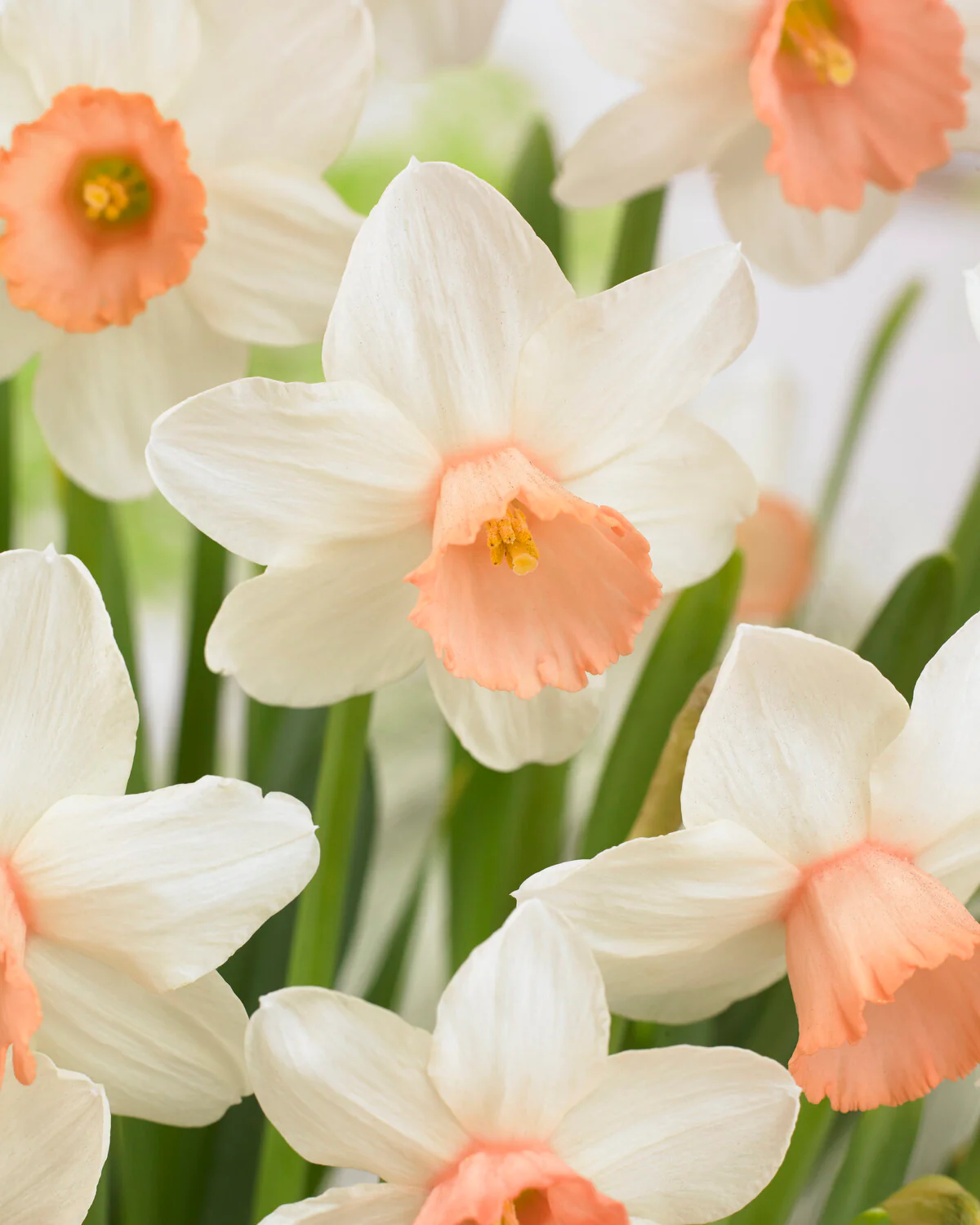 Narcissus 'Iwona' - Image 8