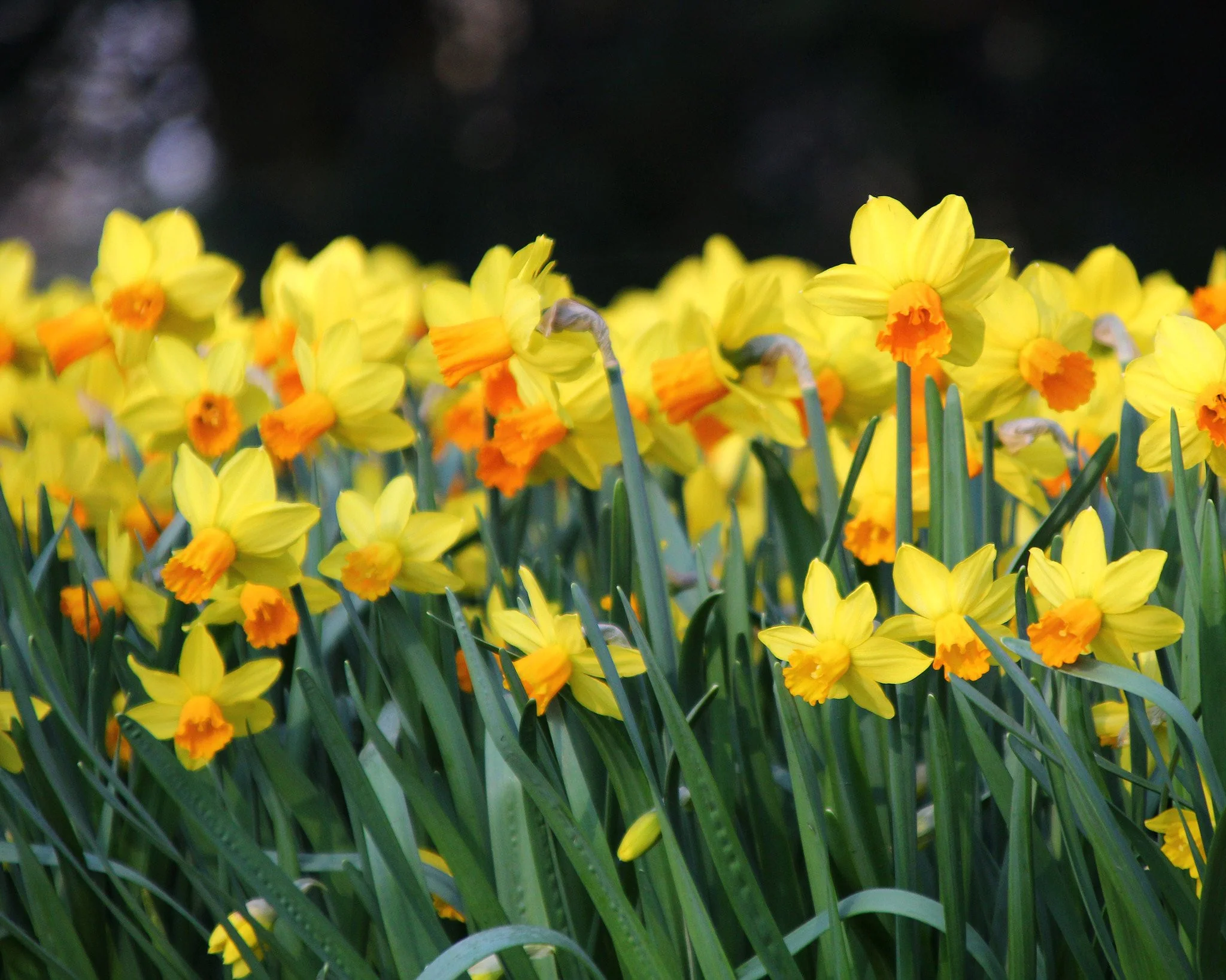 Narcissus 'Jetfire' - Image 3