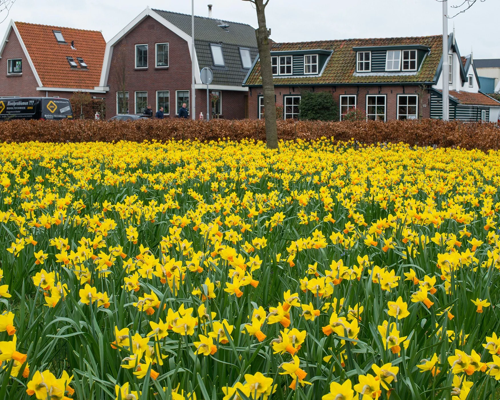 Narcissus 'Jetfire' - Image 4