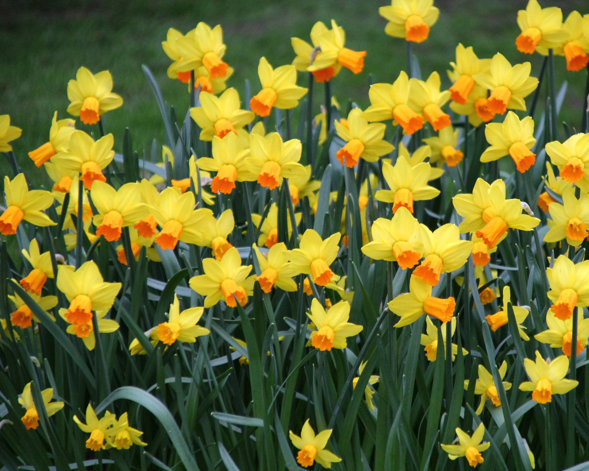 Narcissus 'Jetfire' - Image 5