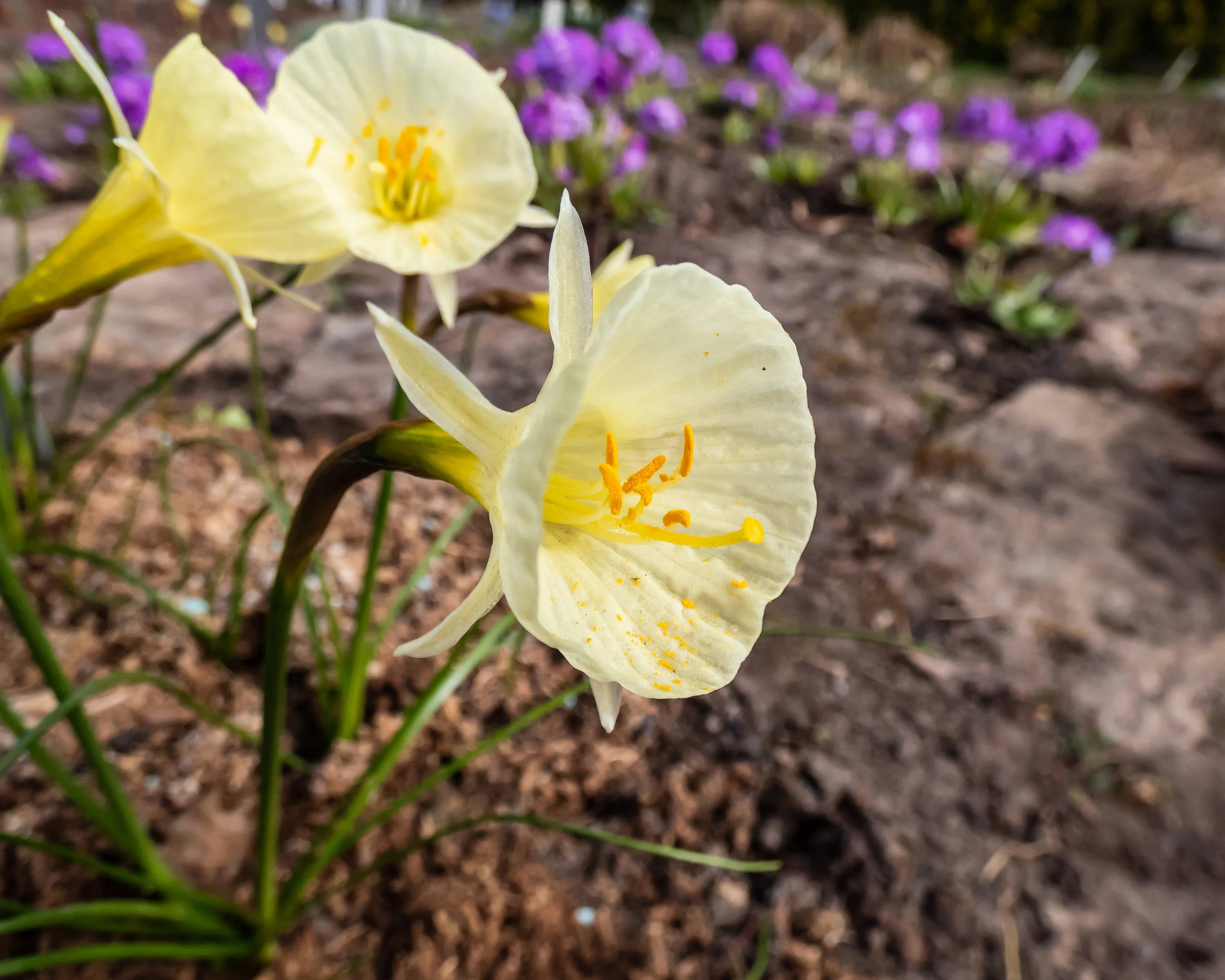 Narcissus 'Julia Jane' - Image 10