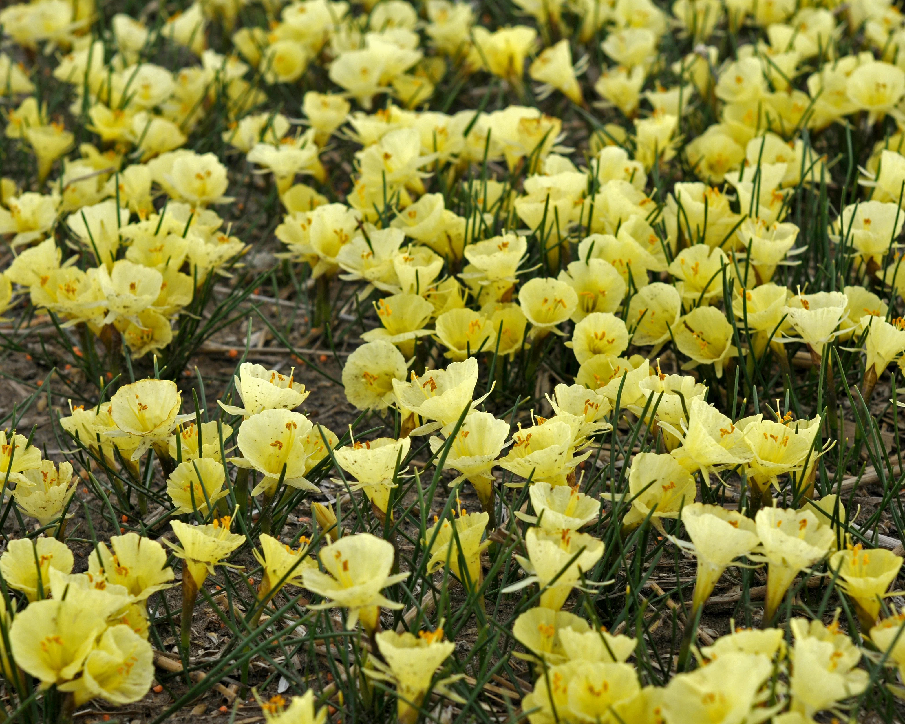 Narcissus 'Julia Jane' - Image 11