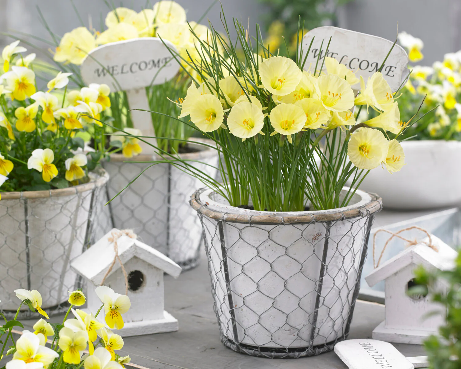 Narcissus 'Julia Jane' - Image 3