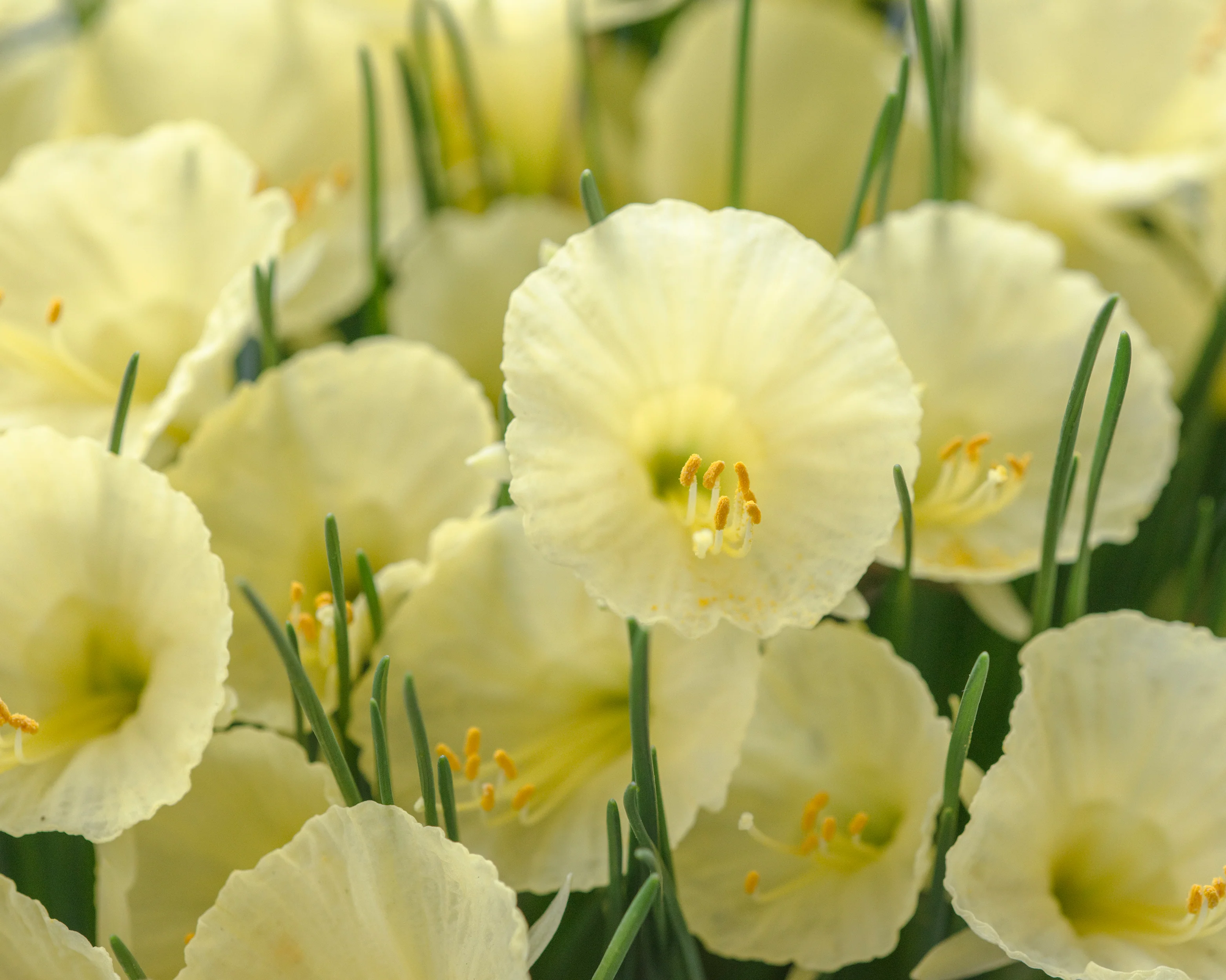 Narcissus 'Julia Jane' - Image 5