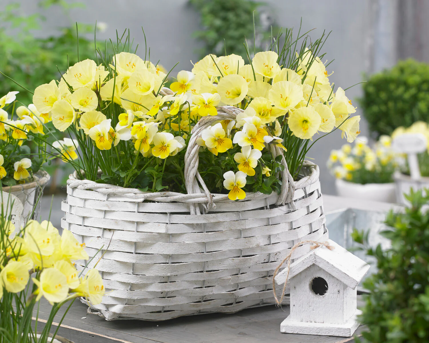 Narcissus 'Julia Jane' - Image 7