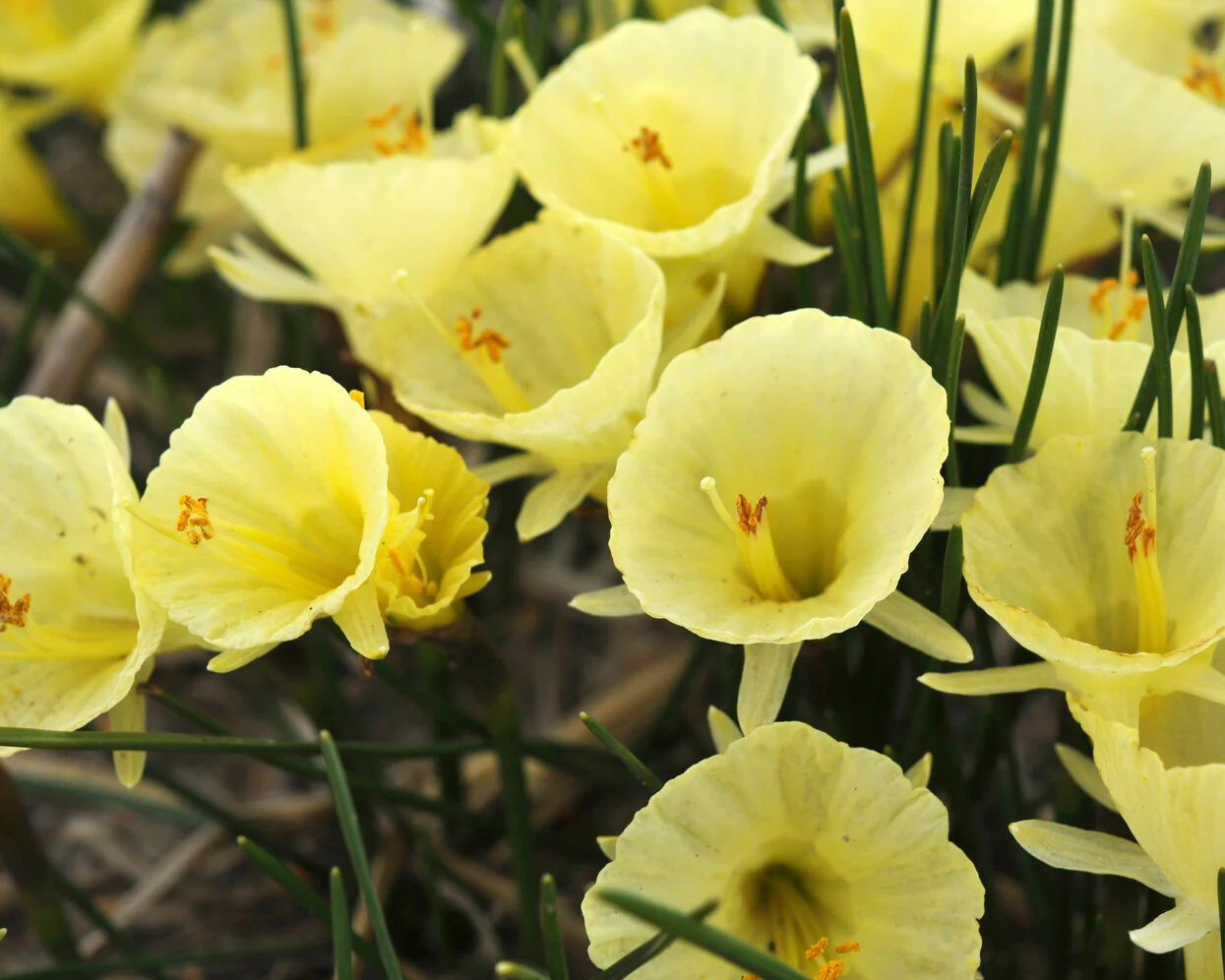 Narcissus 'Julia Jane' - Image 8