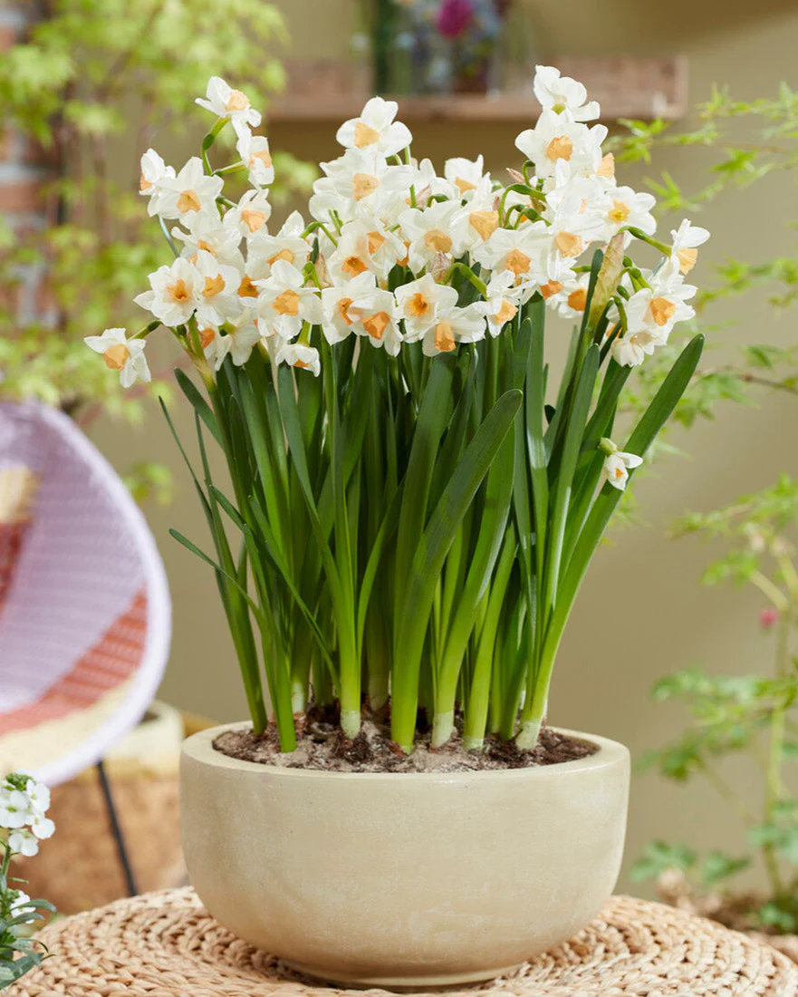 Narcissus 'Kapiti Peach' - Image 2