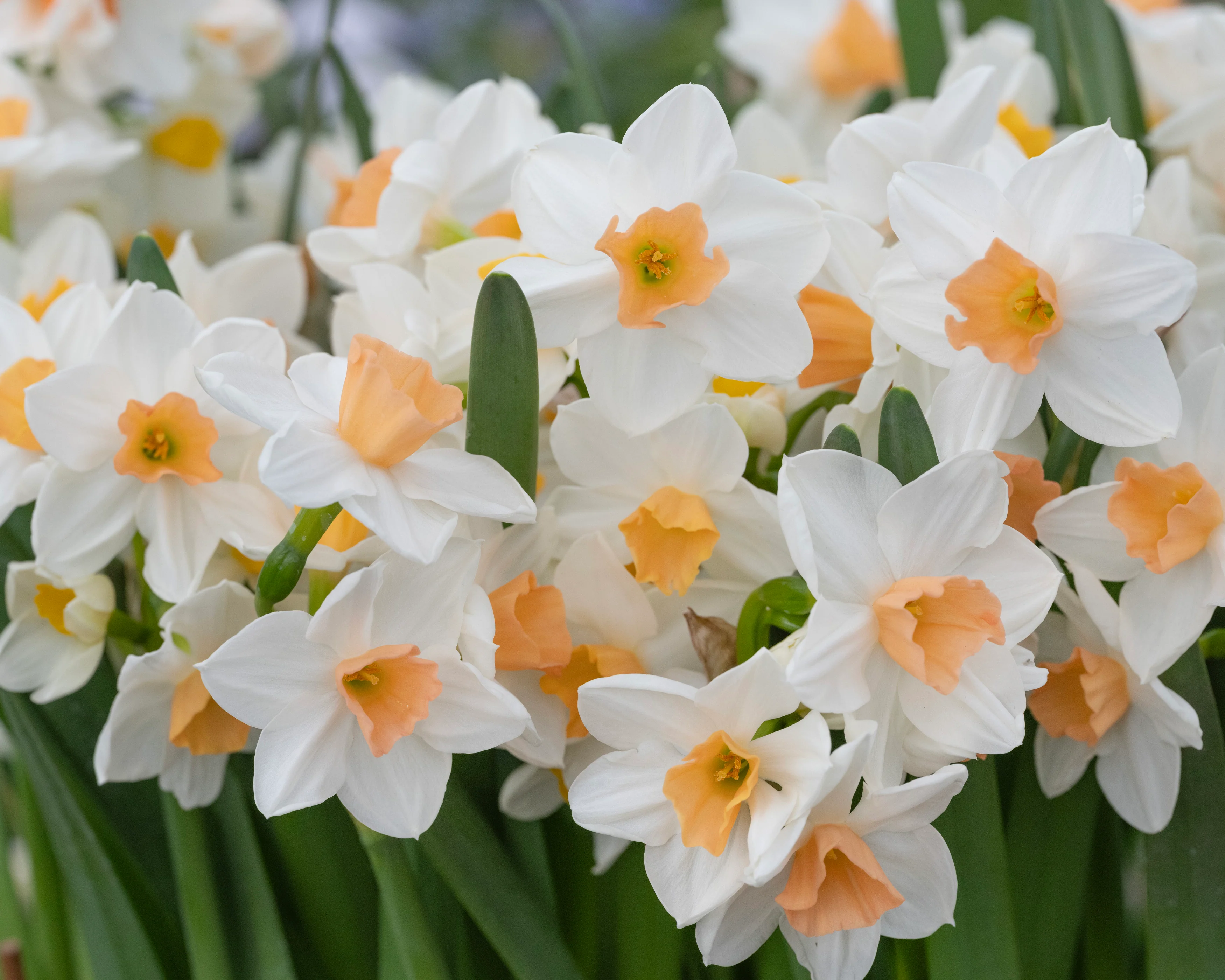 Narcissus 'Kapiti Peach' - Image 3
