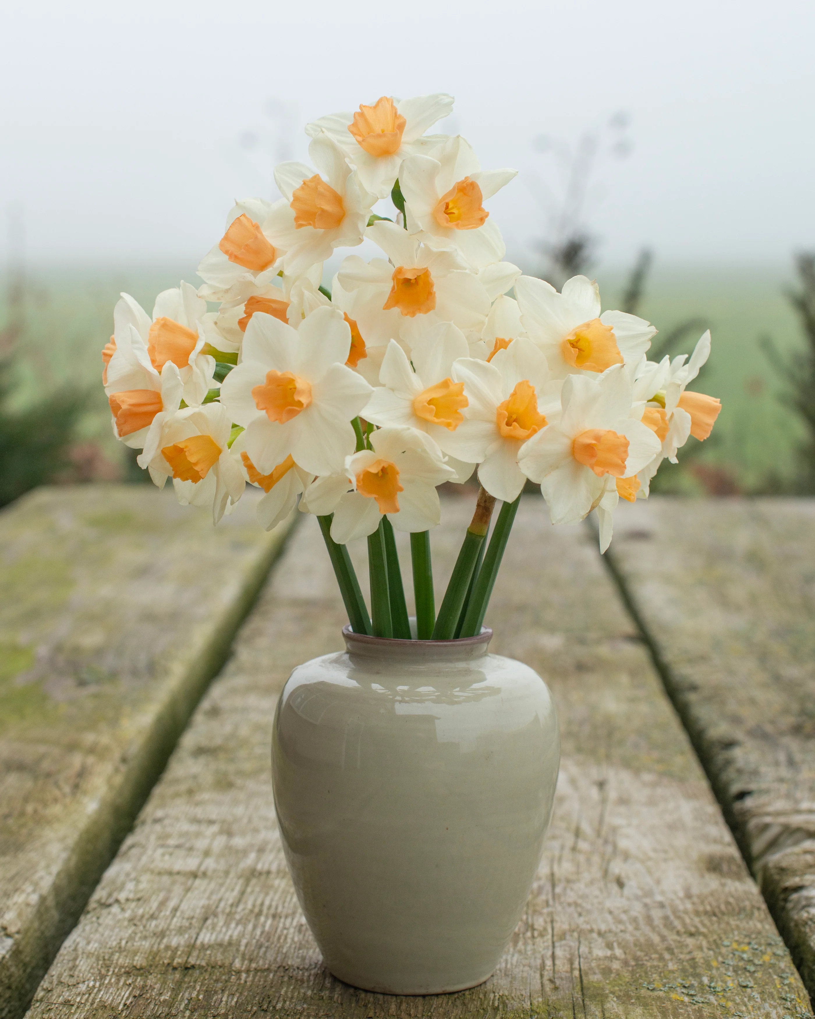 Narcissus 'Kapiti Peach' - Image 4