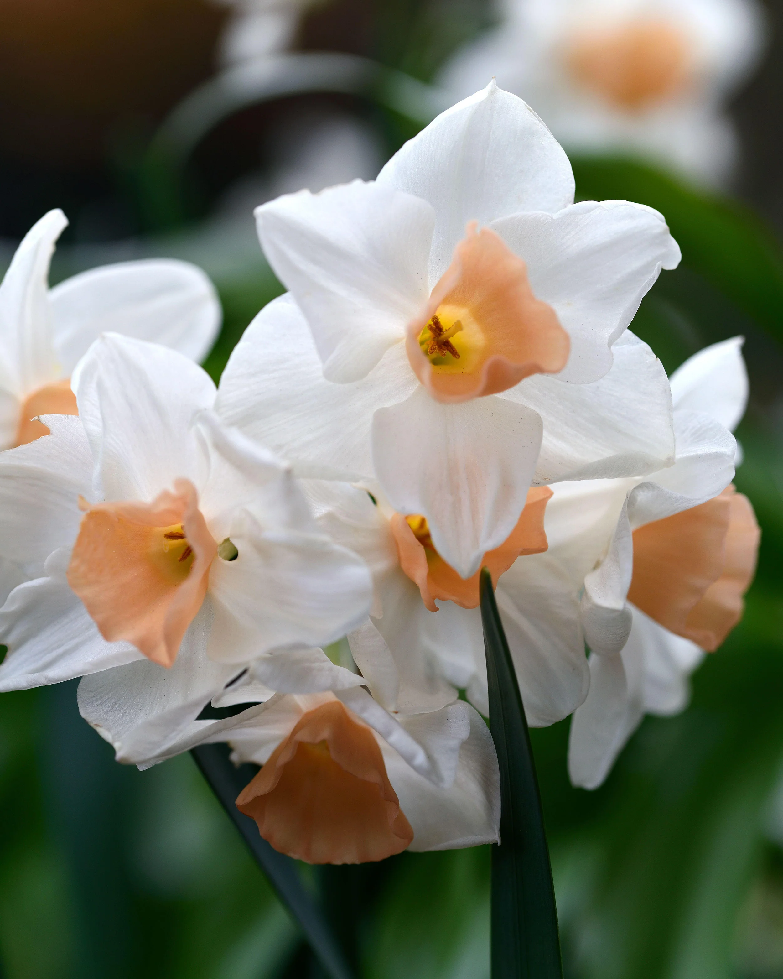 Narcissus 'Kapiti Peach' - Image 7