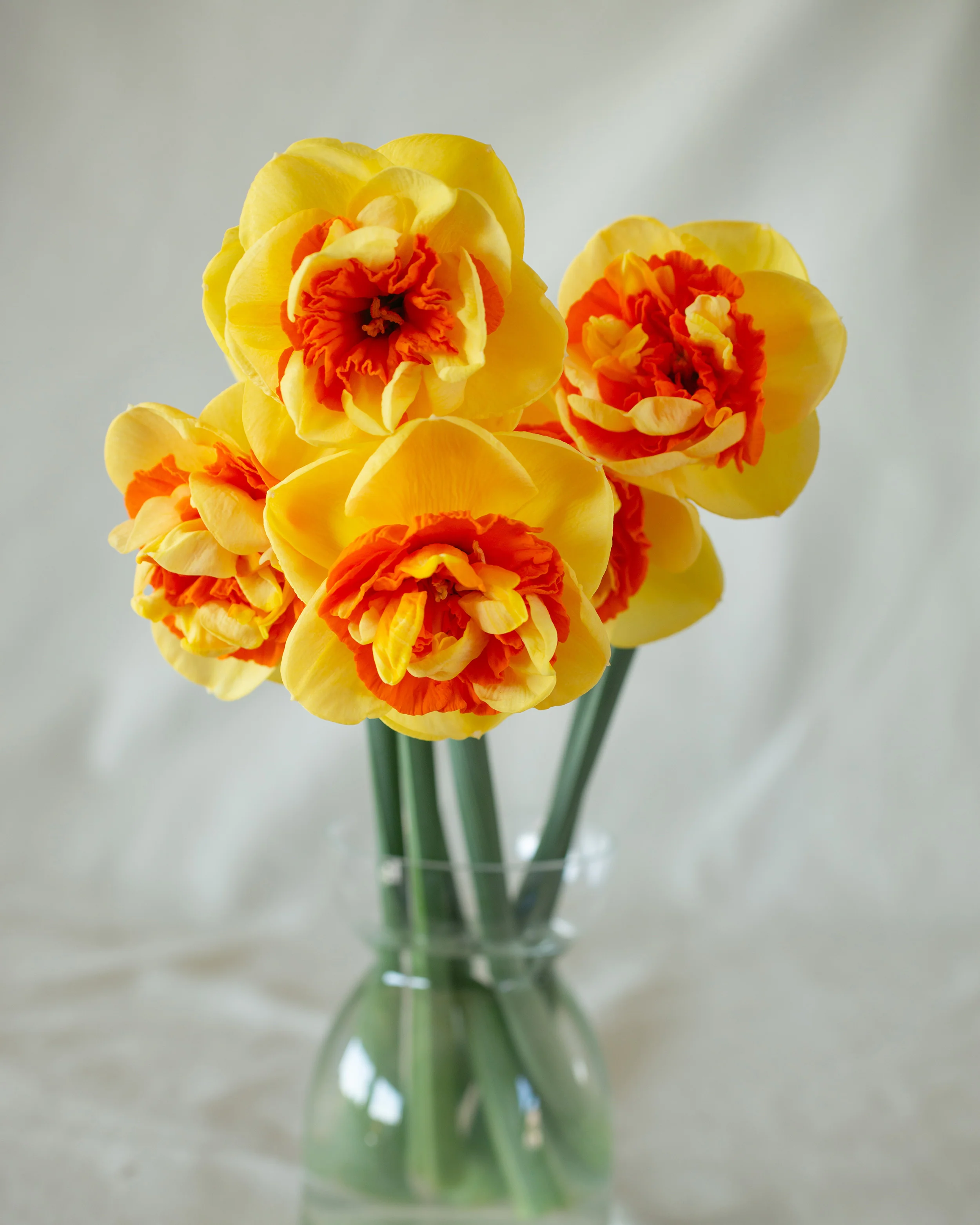 Narcissus 'Kiwi Sunset' - Image 5
