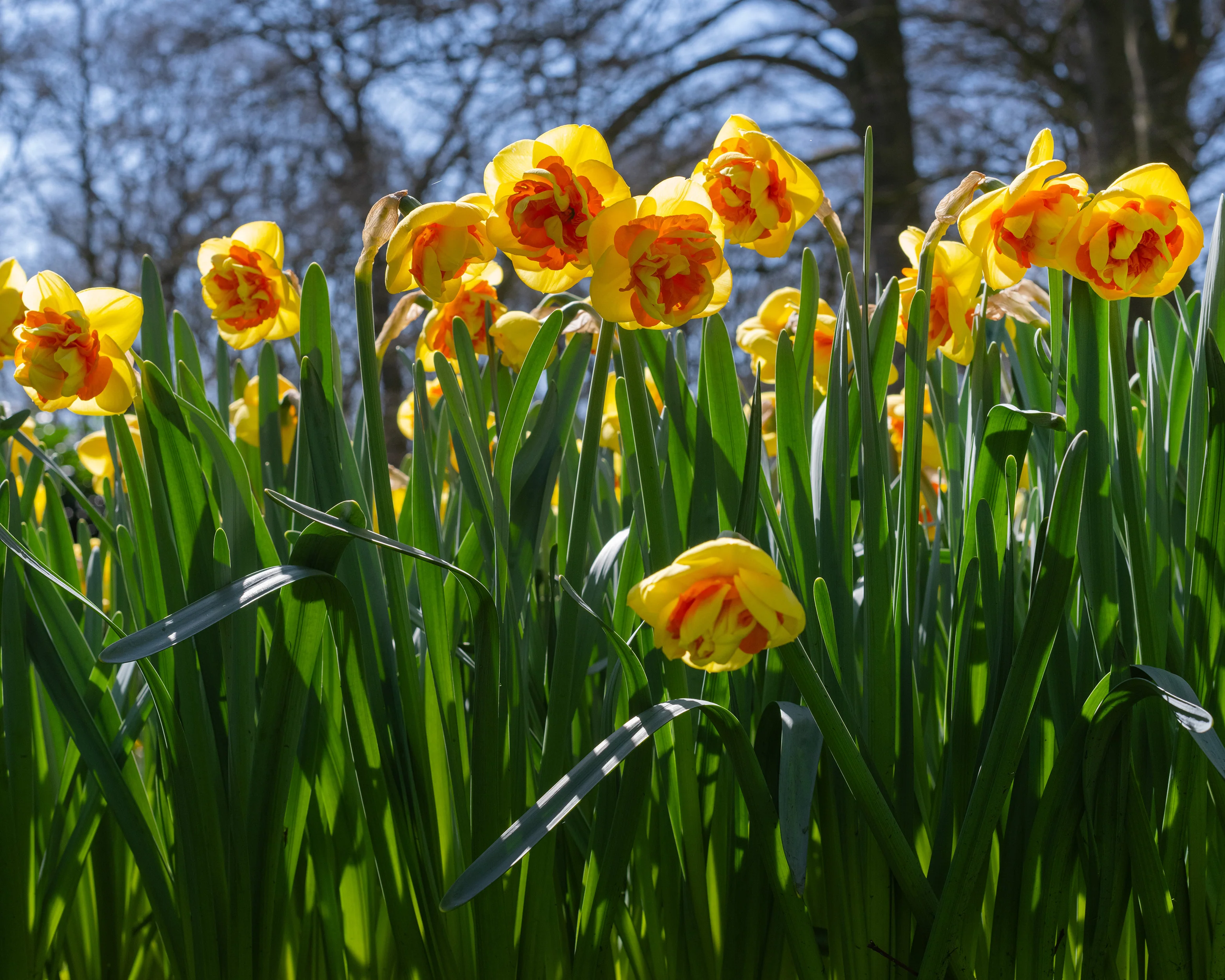 Narcissus 'Kiwi Sunset' - Image 6