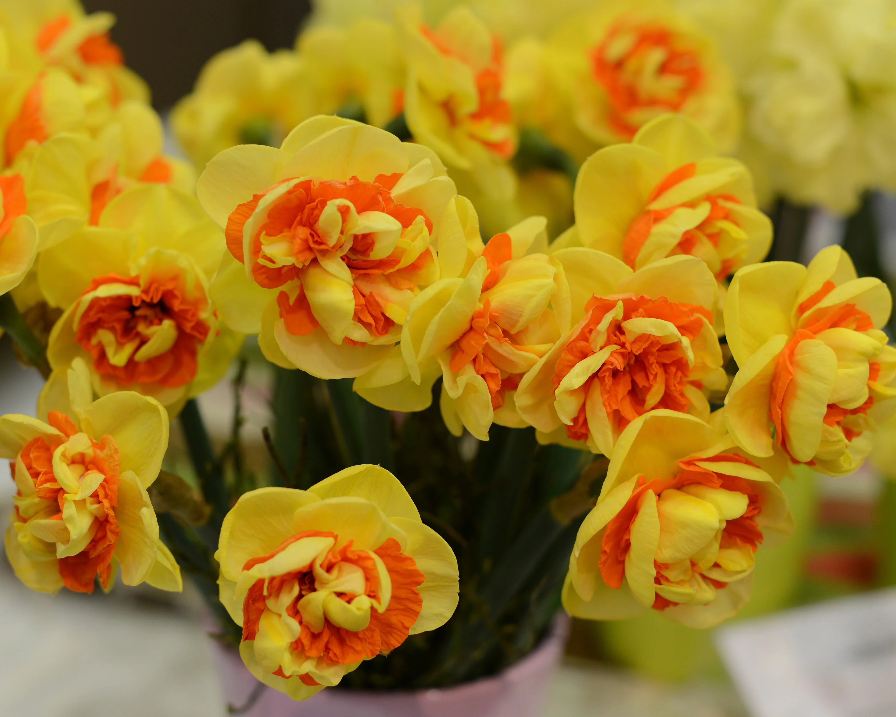 Narcissus 'Kiwi Sunset' - Image 7