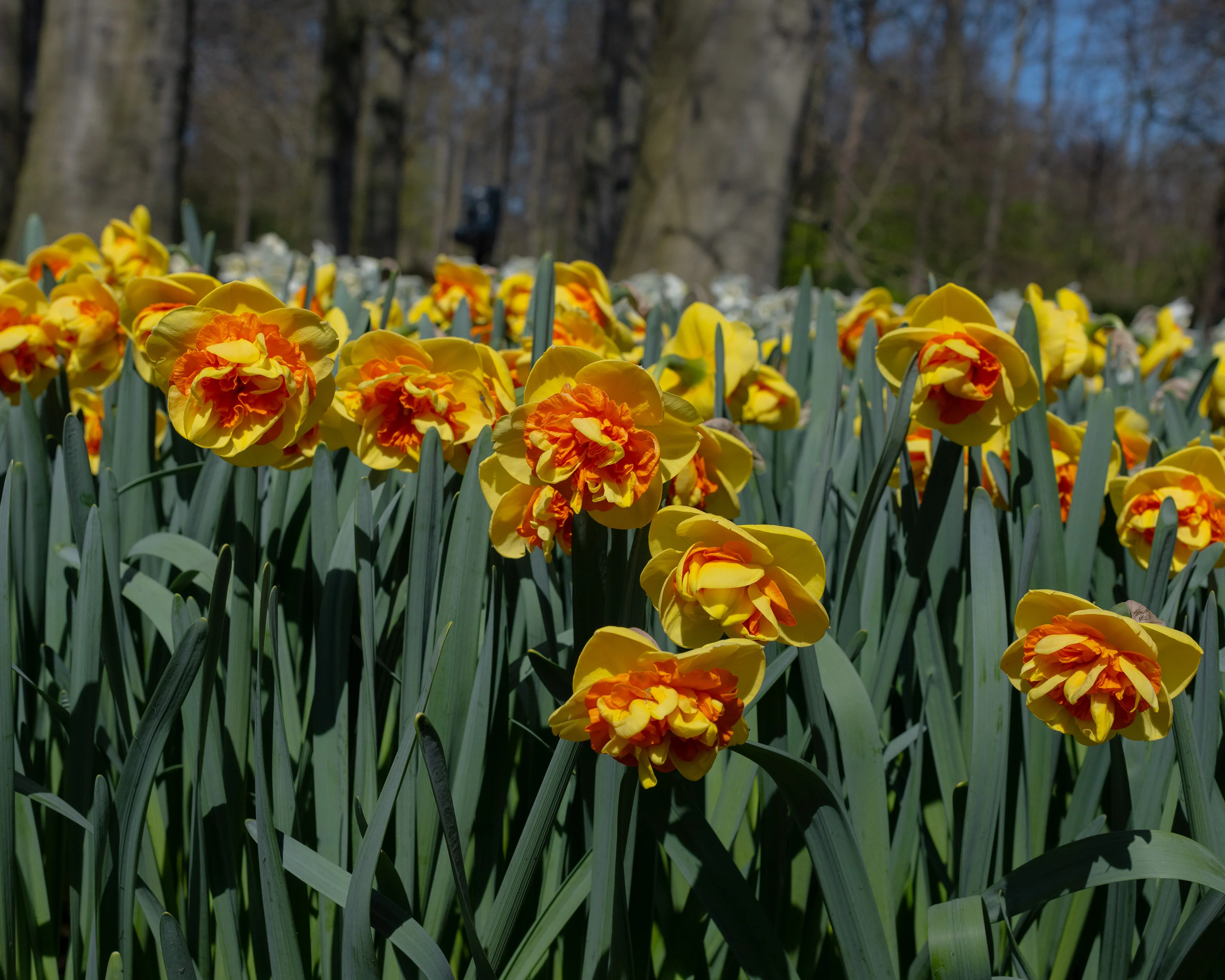 Narcissus 'Kiwi Sunset' - Image 8