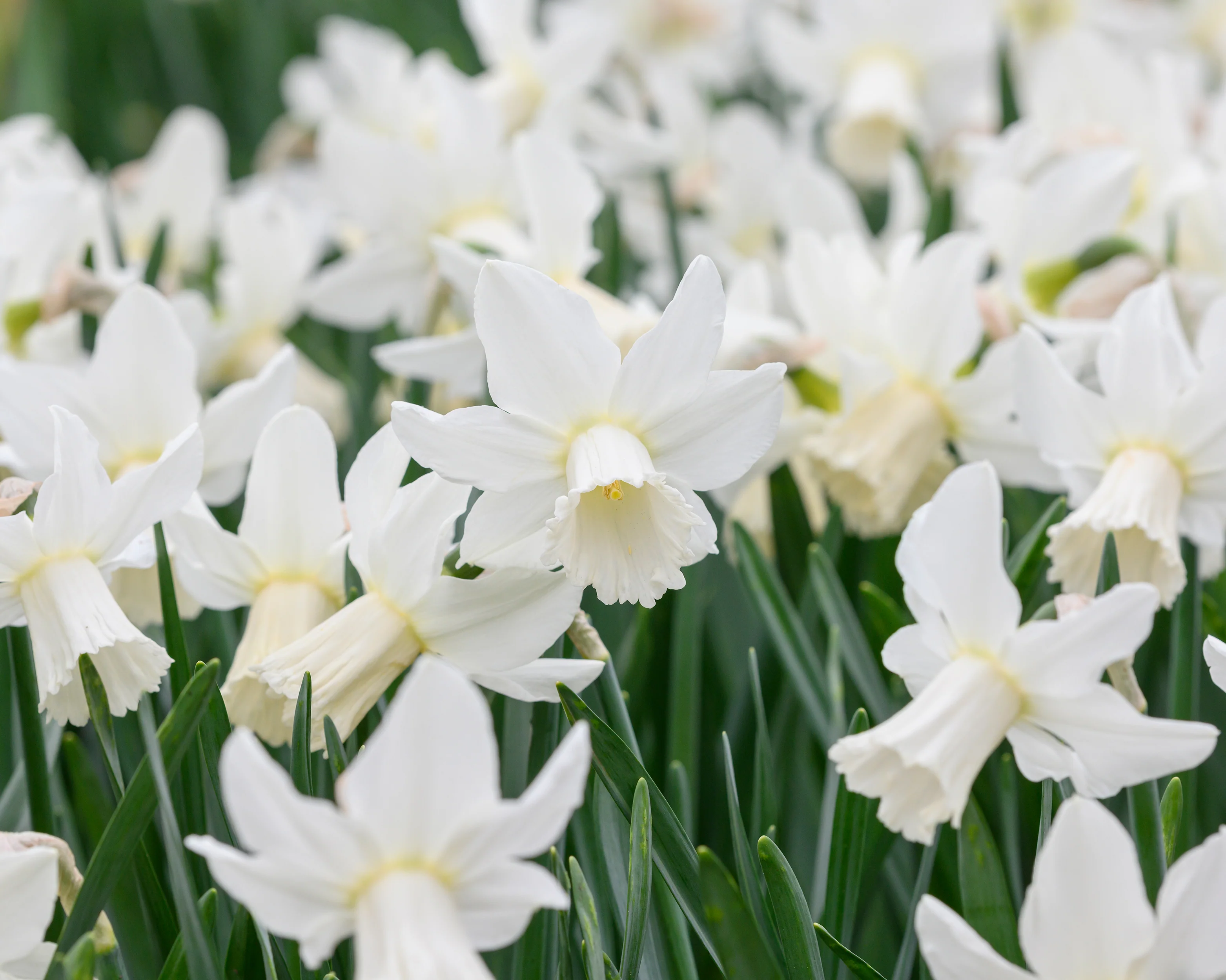 Narcissus 'Lady Madonna' - Image 3