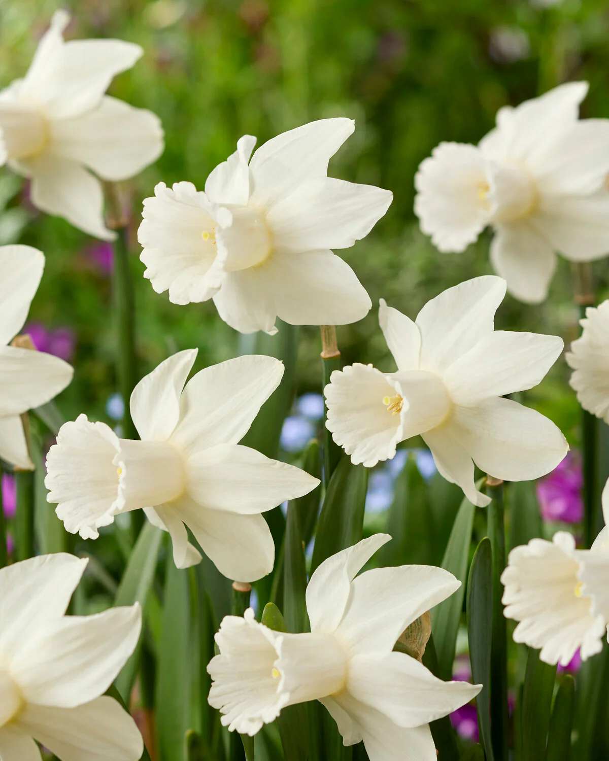 Narcissus 'Lady Madonna' - Image 4