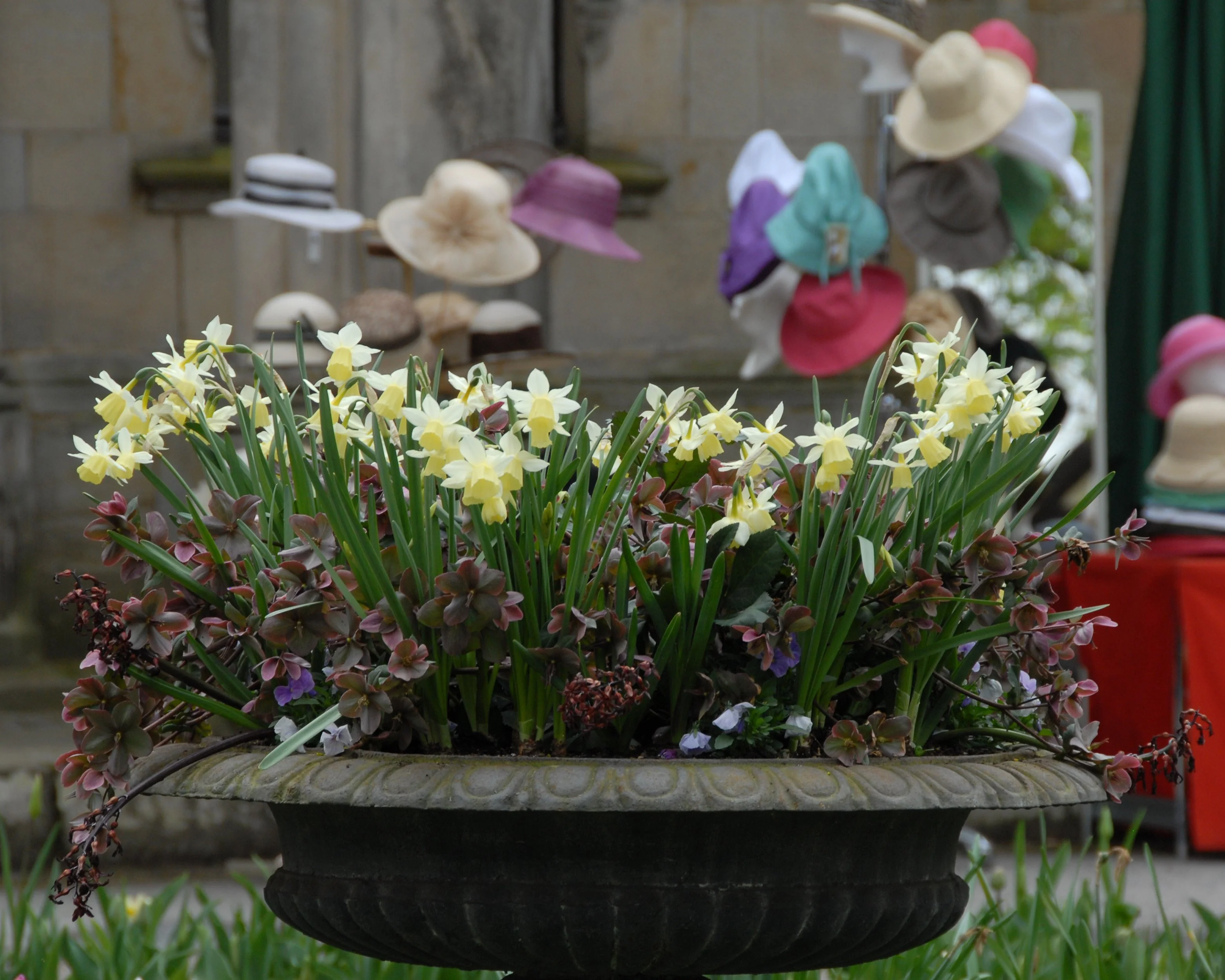 Narcissus 'Lemon Drops' - Image 2