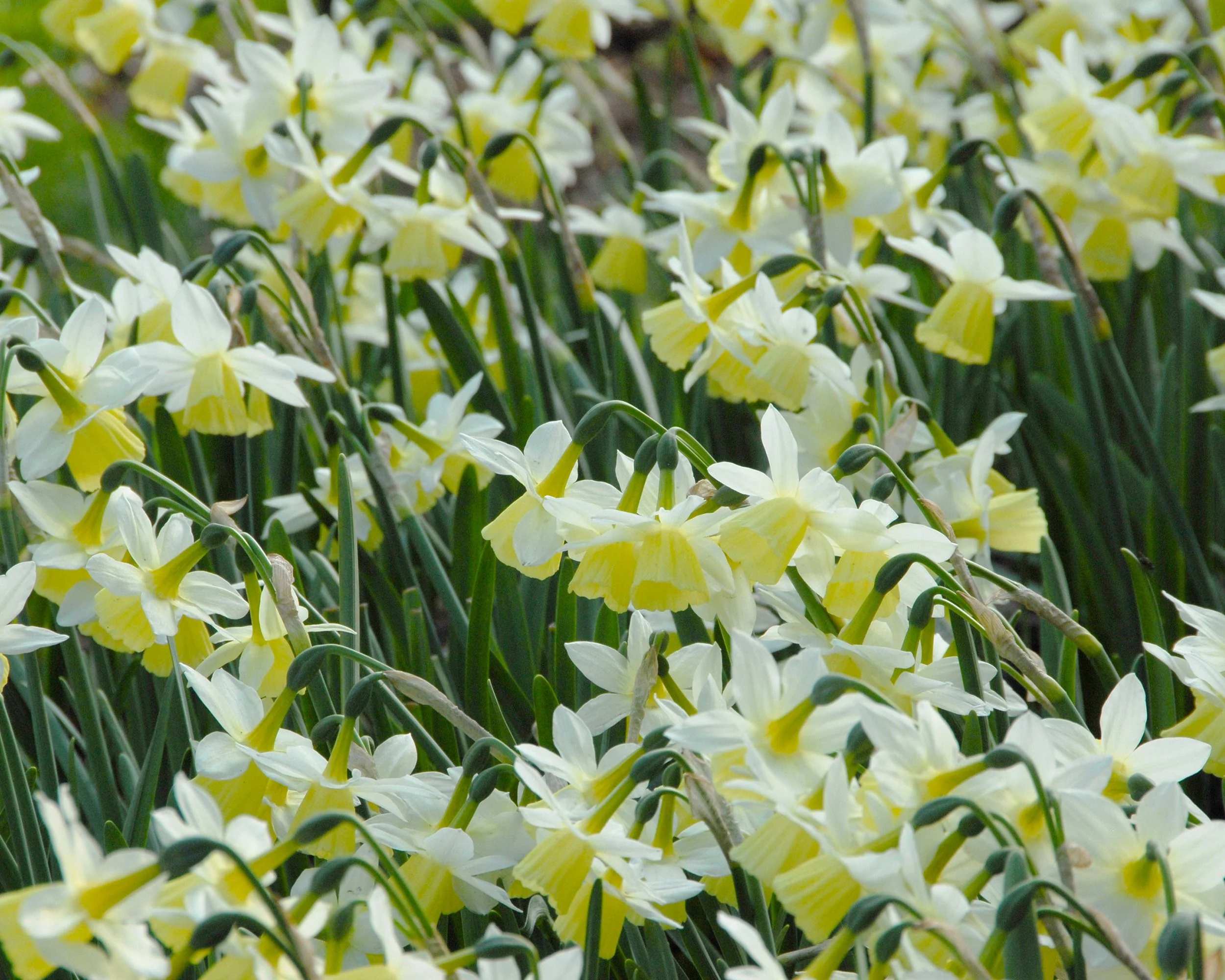 Narcissus 'Lemon Drops' - Image 4