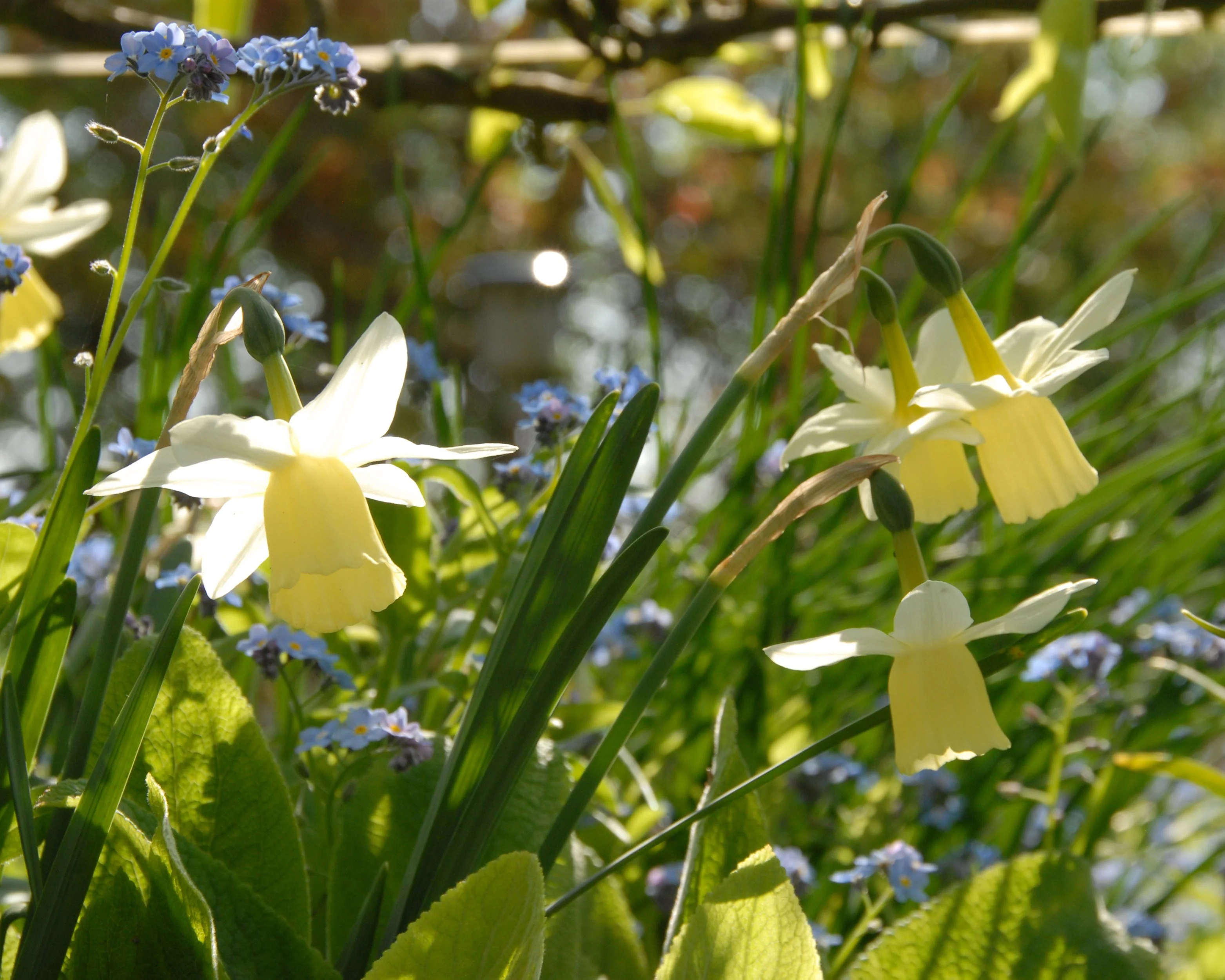 Narcissus 'Lemon Drops' - Image 5
