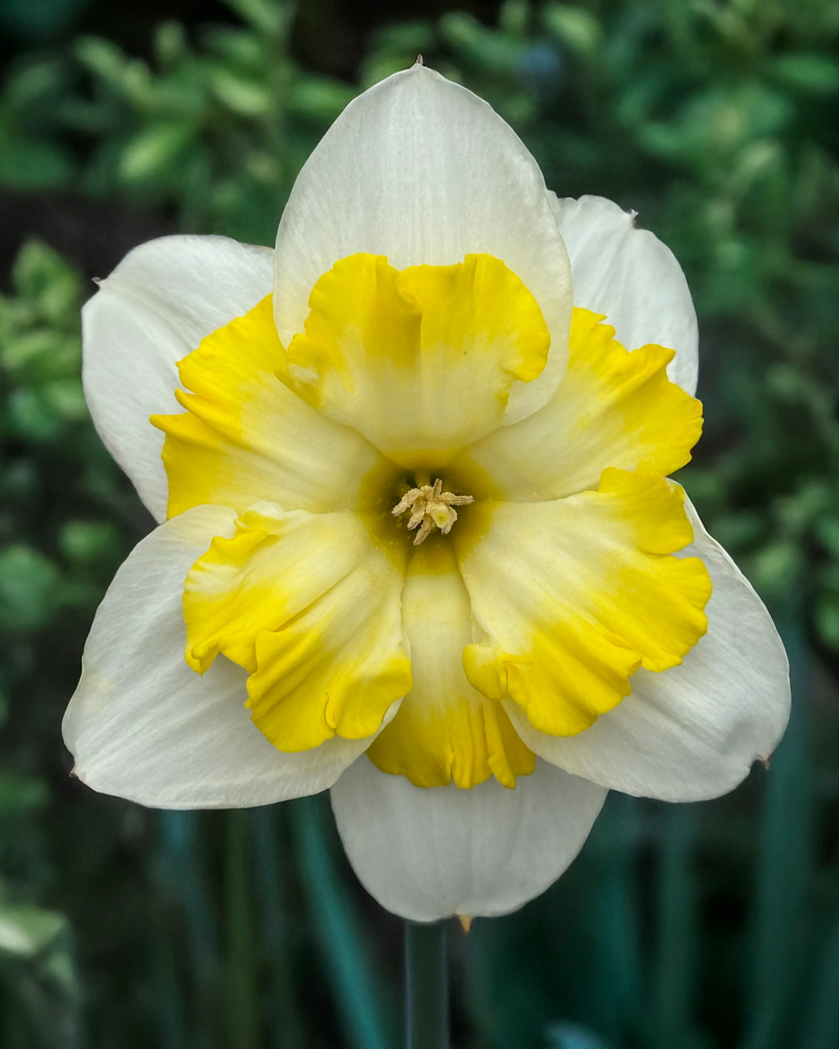 Narcissus 'Lemon Taffeta' - Image 3