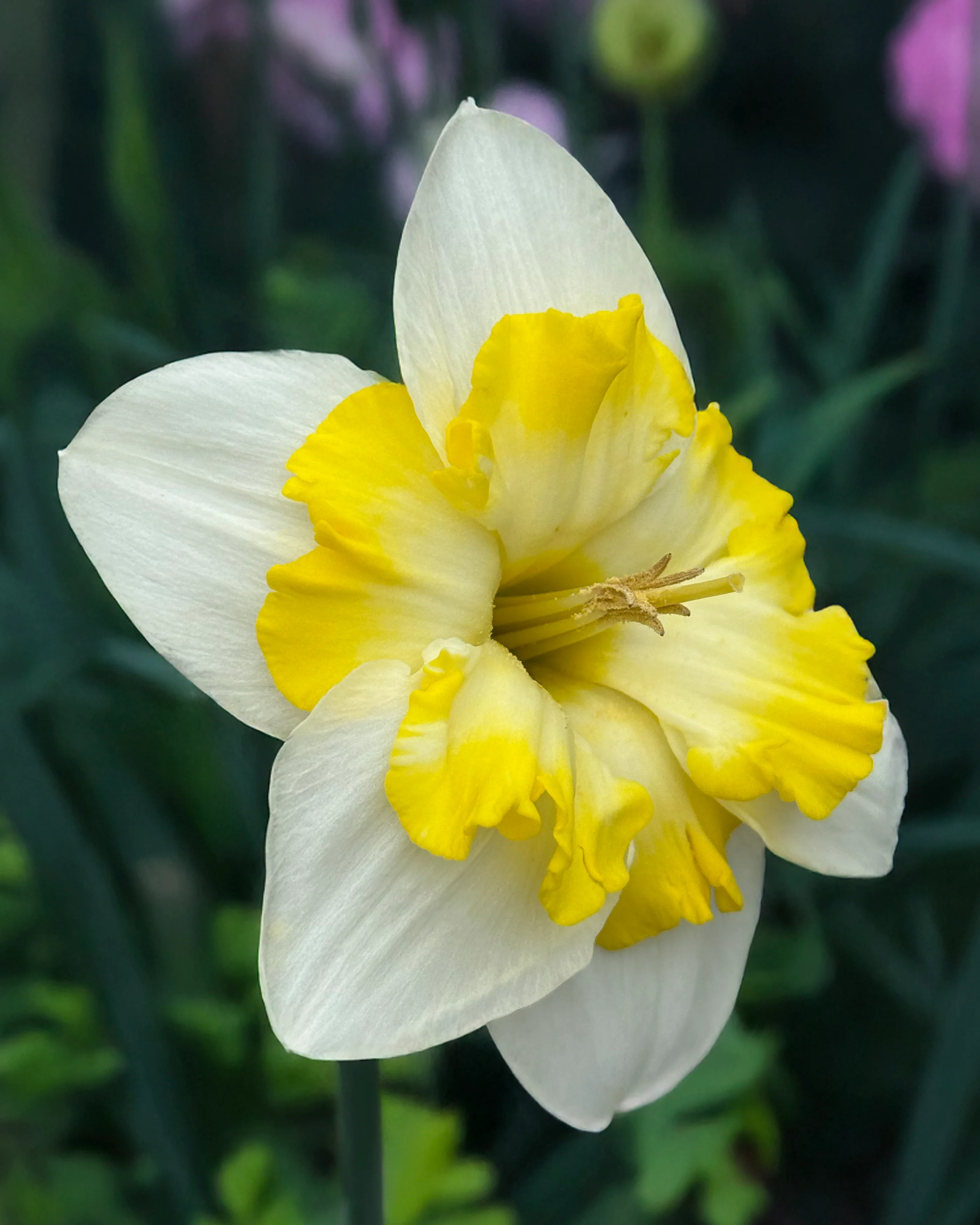 Narcissus 'Lemon Taffeta' - Image 4