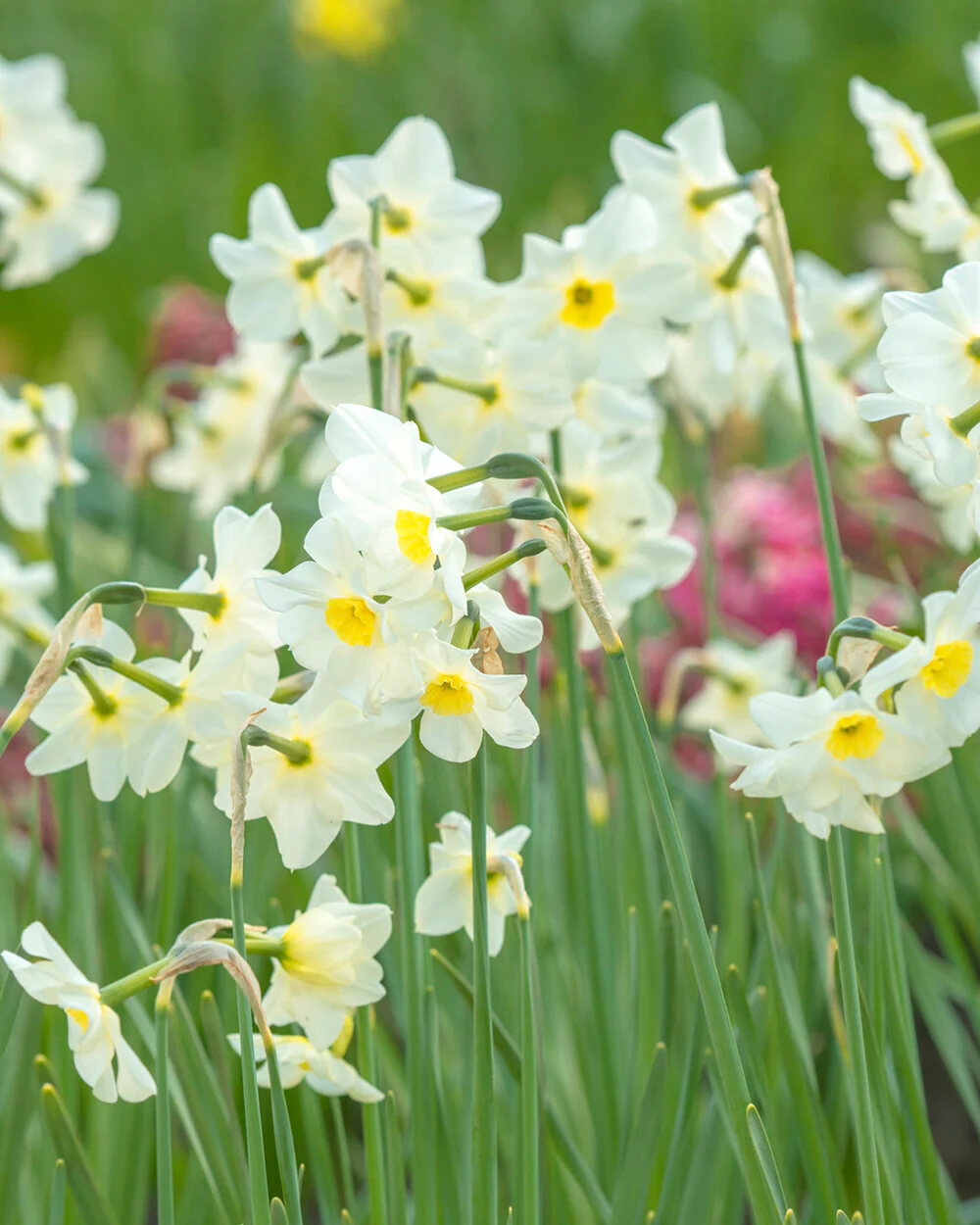 Narcissus 'Lieke' - Image 10